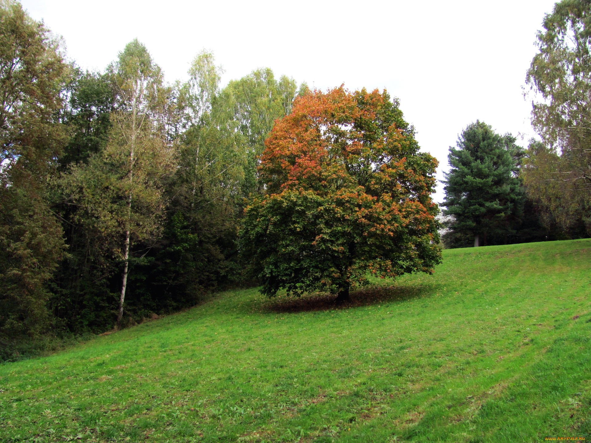 природа, деревья, трава