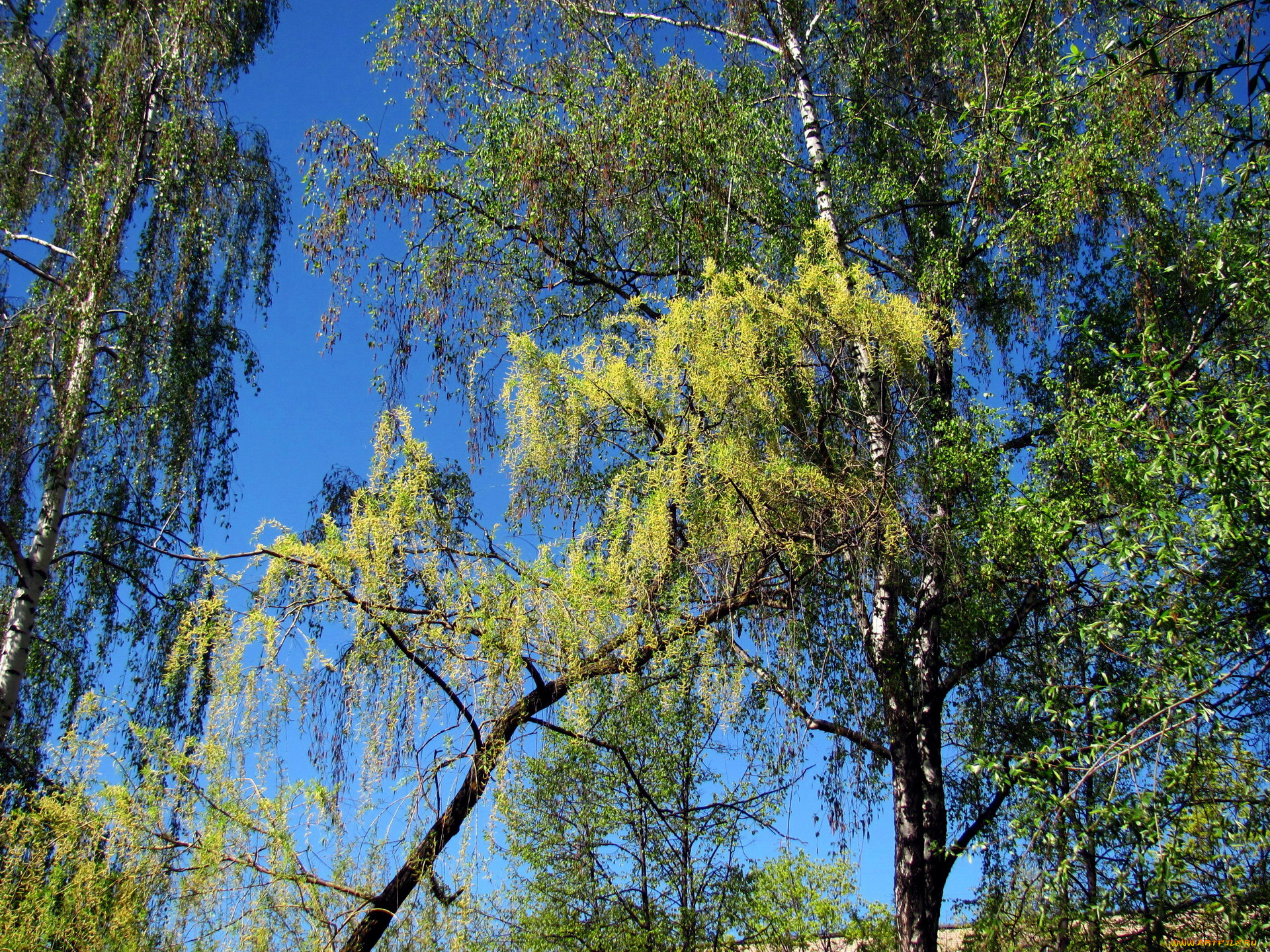 природа, деревья, весна, березки