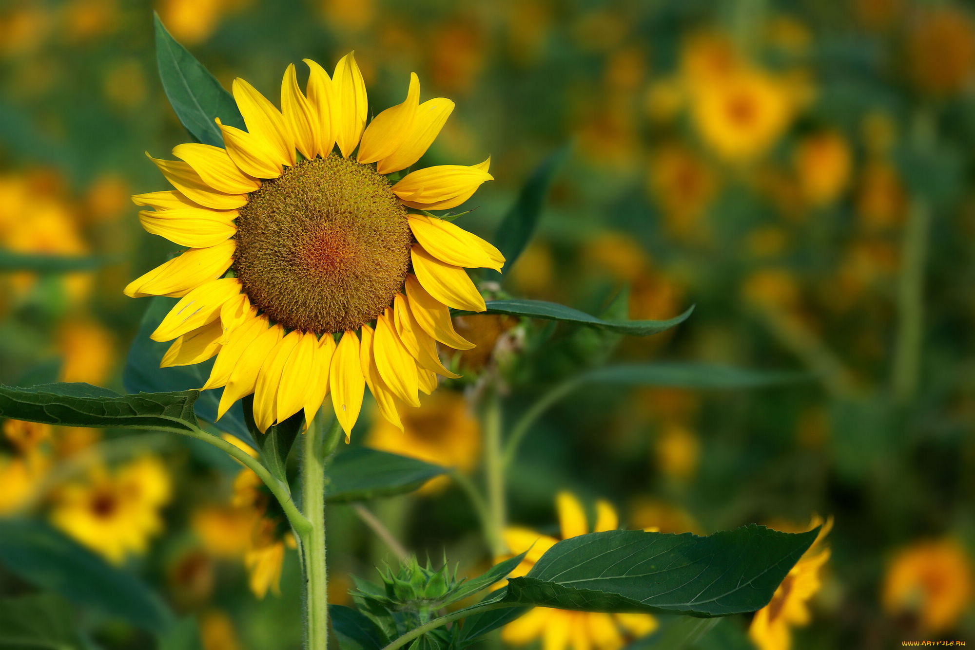 цветы, подсолнухи, лепестки, фон