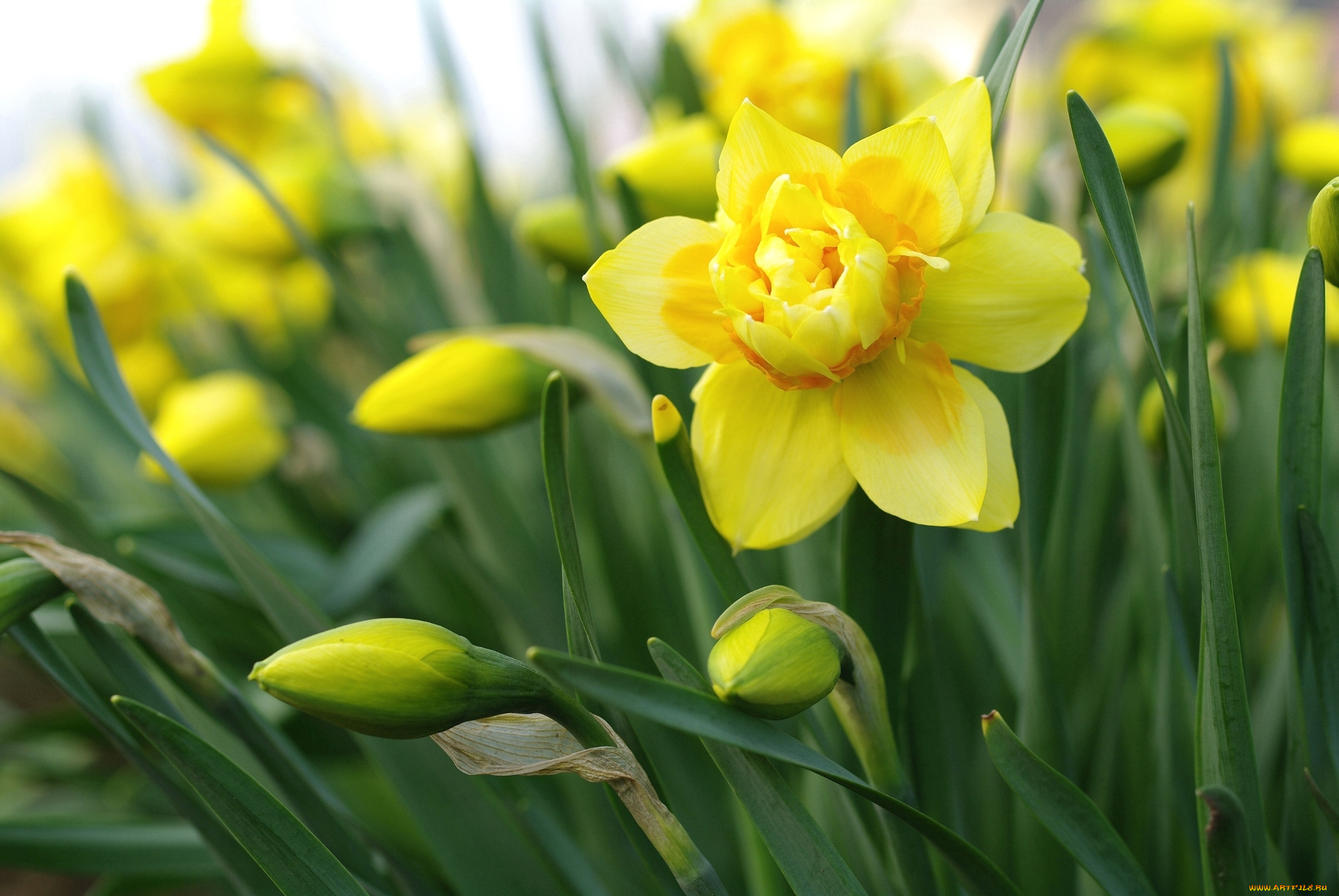 цветы, нарциссы, нарцисс, желтый, макро