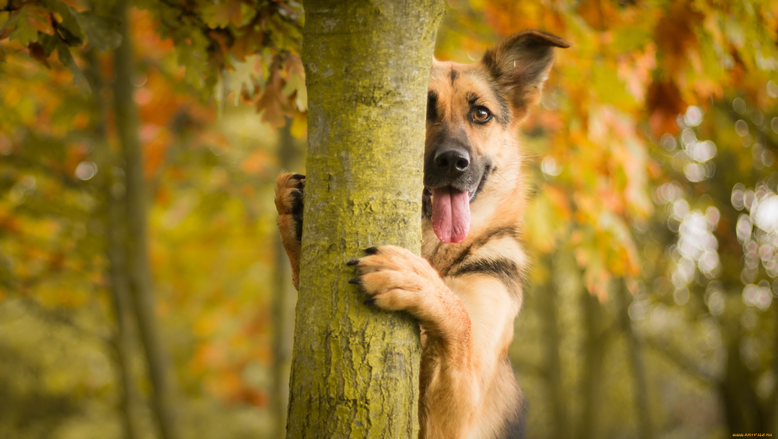 животные, собаки, осень, друг, взгляд, собака