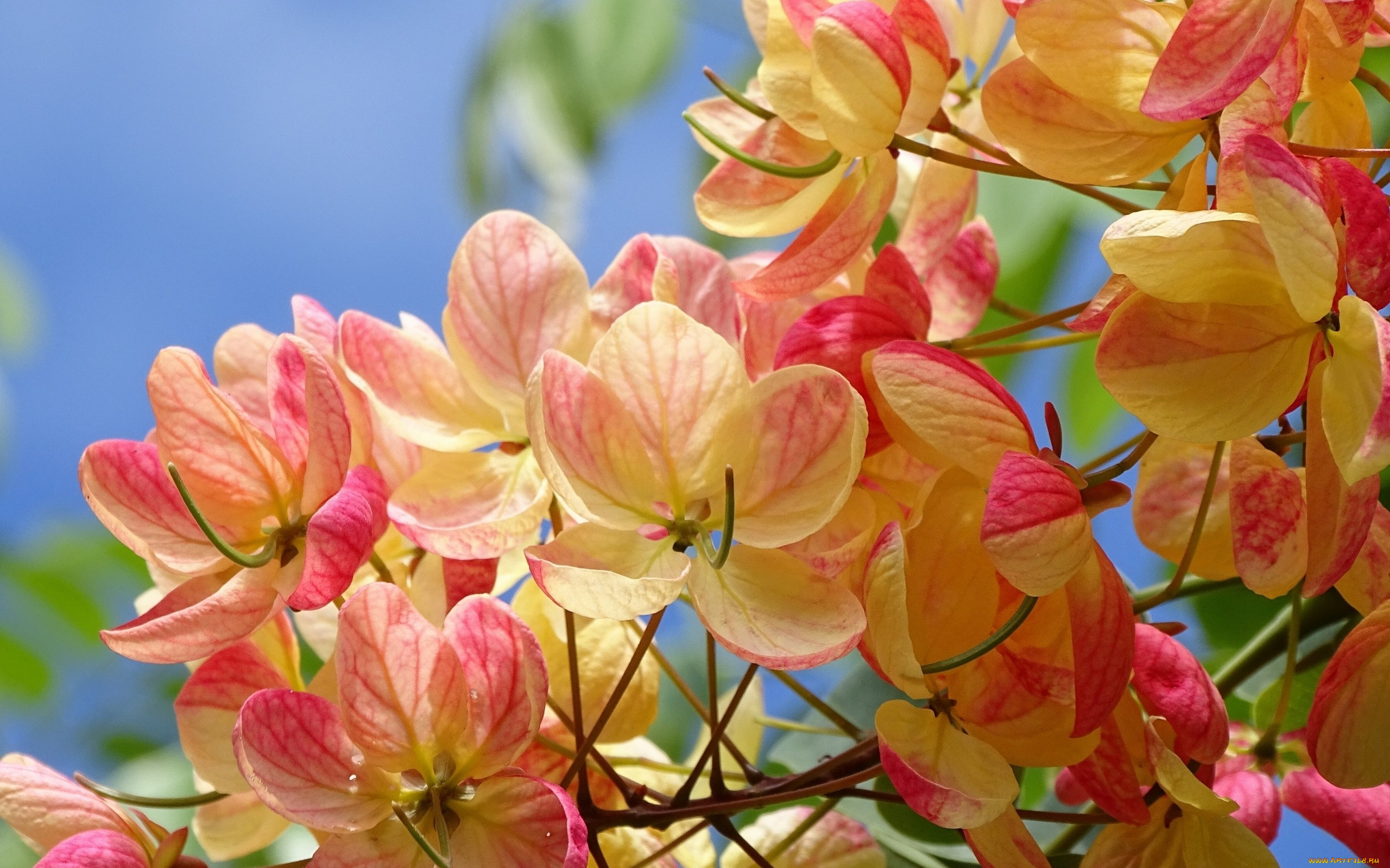 цветы, кассия, трубчатая, макро, лепестки, цветки