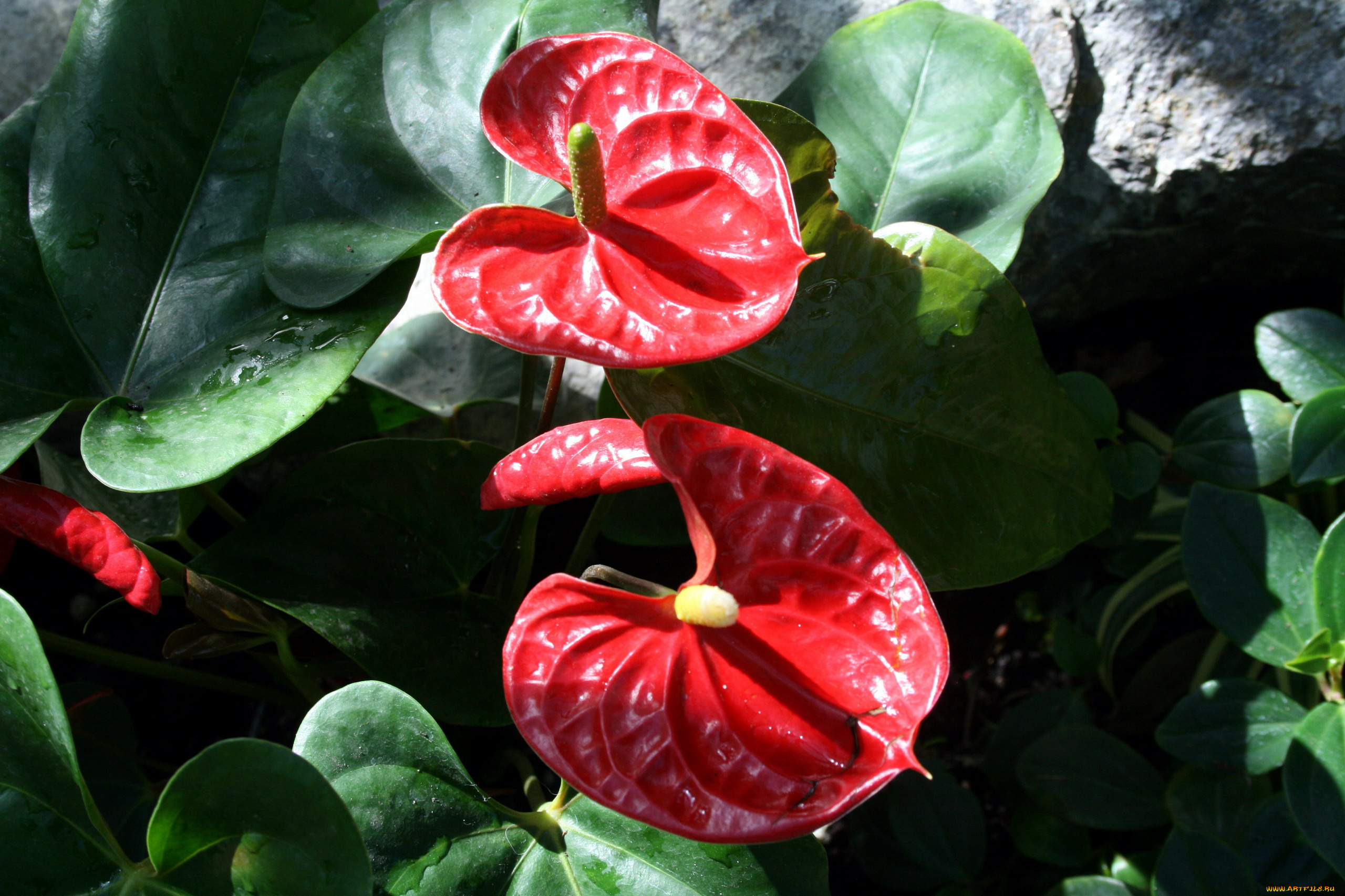 цветы, антуриум, , цветок, фламинго, алый