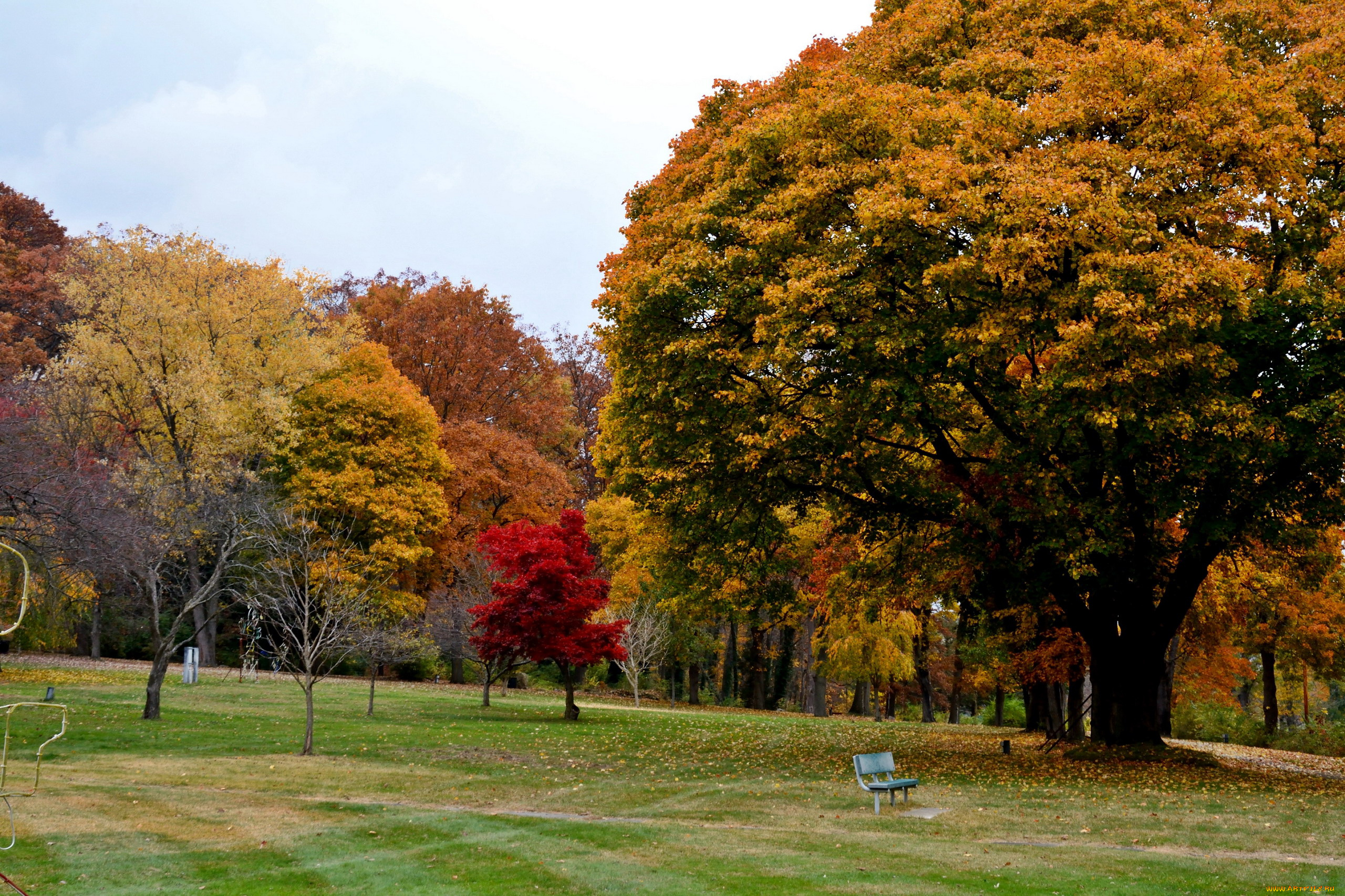 природа, парк, деревья, осень