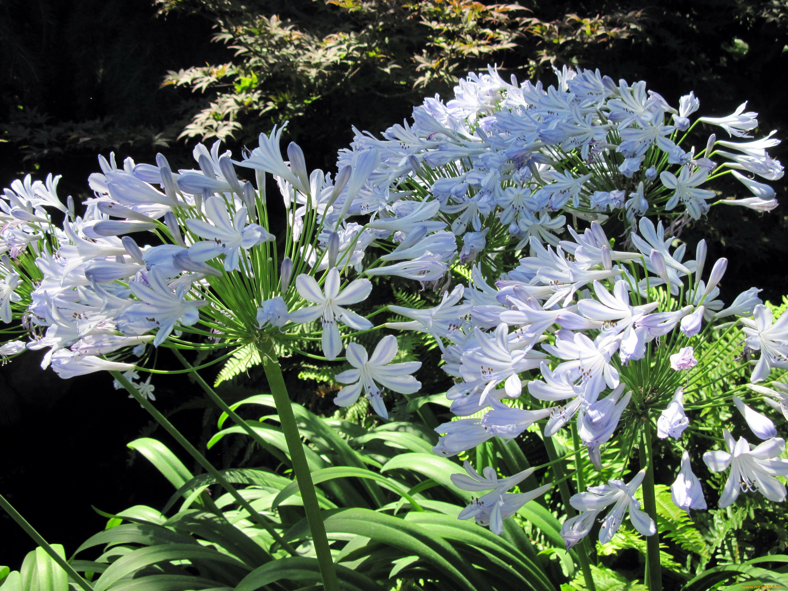 цветы, агапантус, , африканская, лилия, соцветия