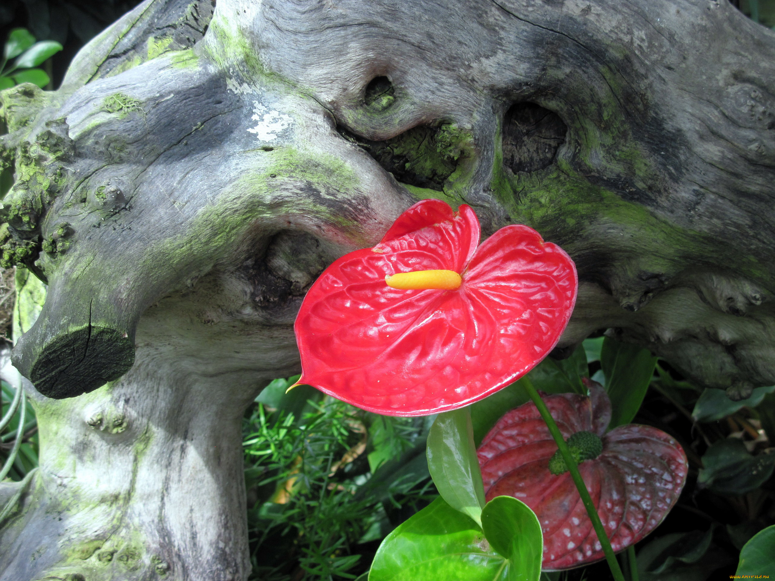 цветы, антуриум, , цветок, фламинго, алый