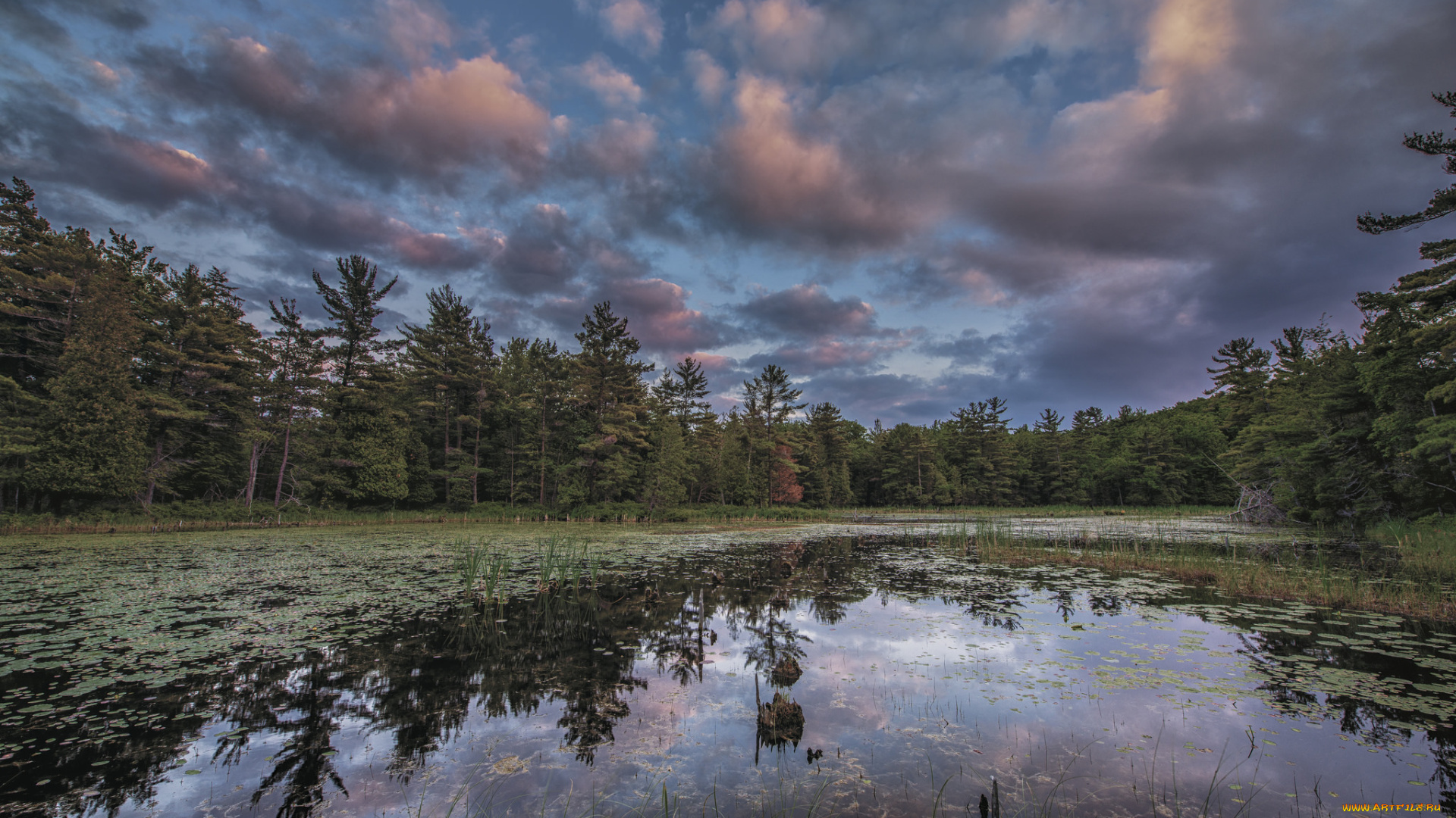 природа, реки, озера, лес, река