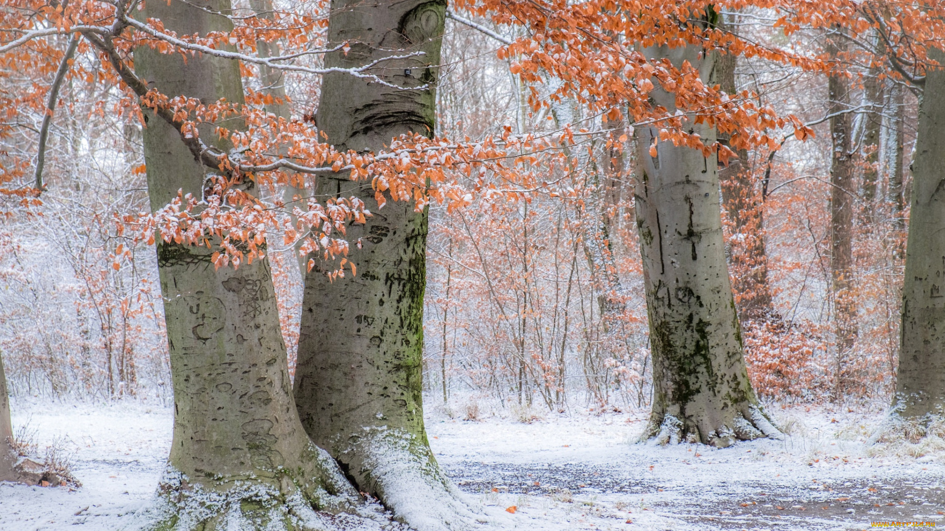 природа, деревья, германия, bavaria, englischer, garten, осень, снег, мюнхен, munich, бавария, germany, парк, английский, сад