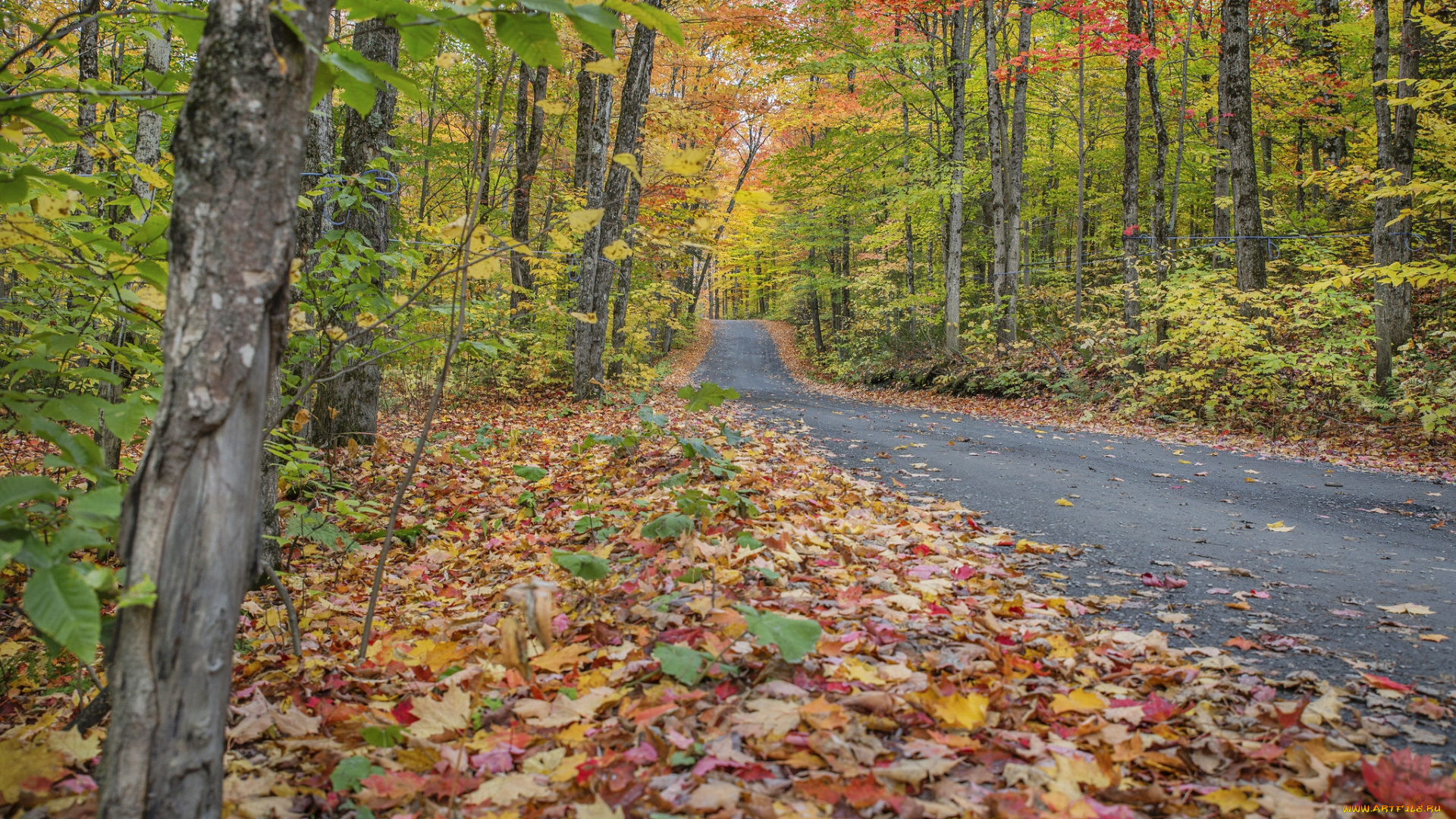 природа, дороги, простор