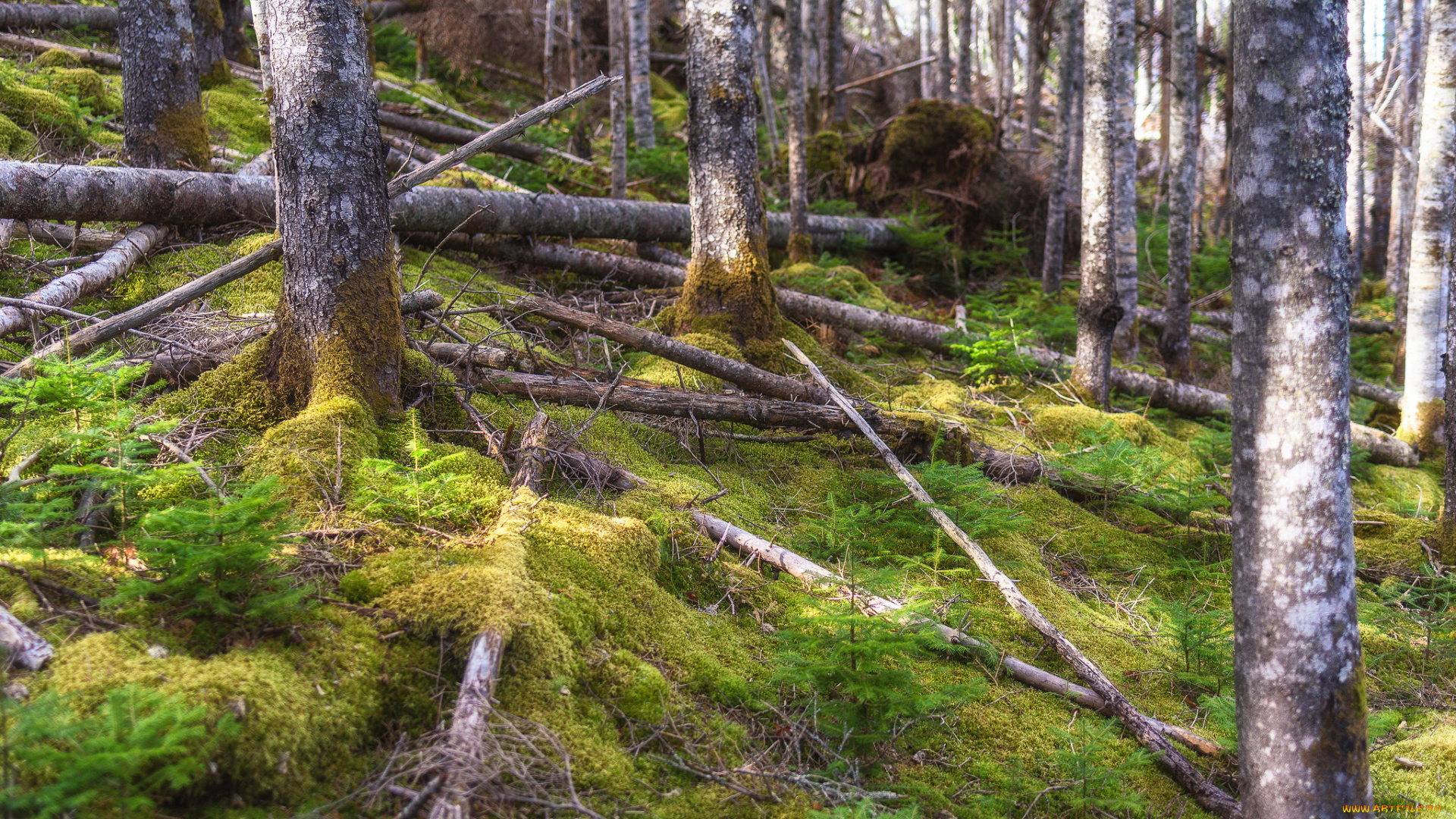 природа, лес, простор