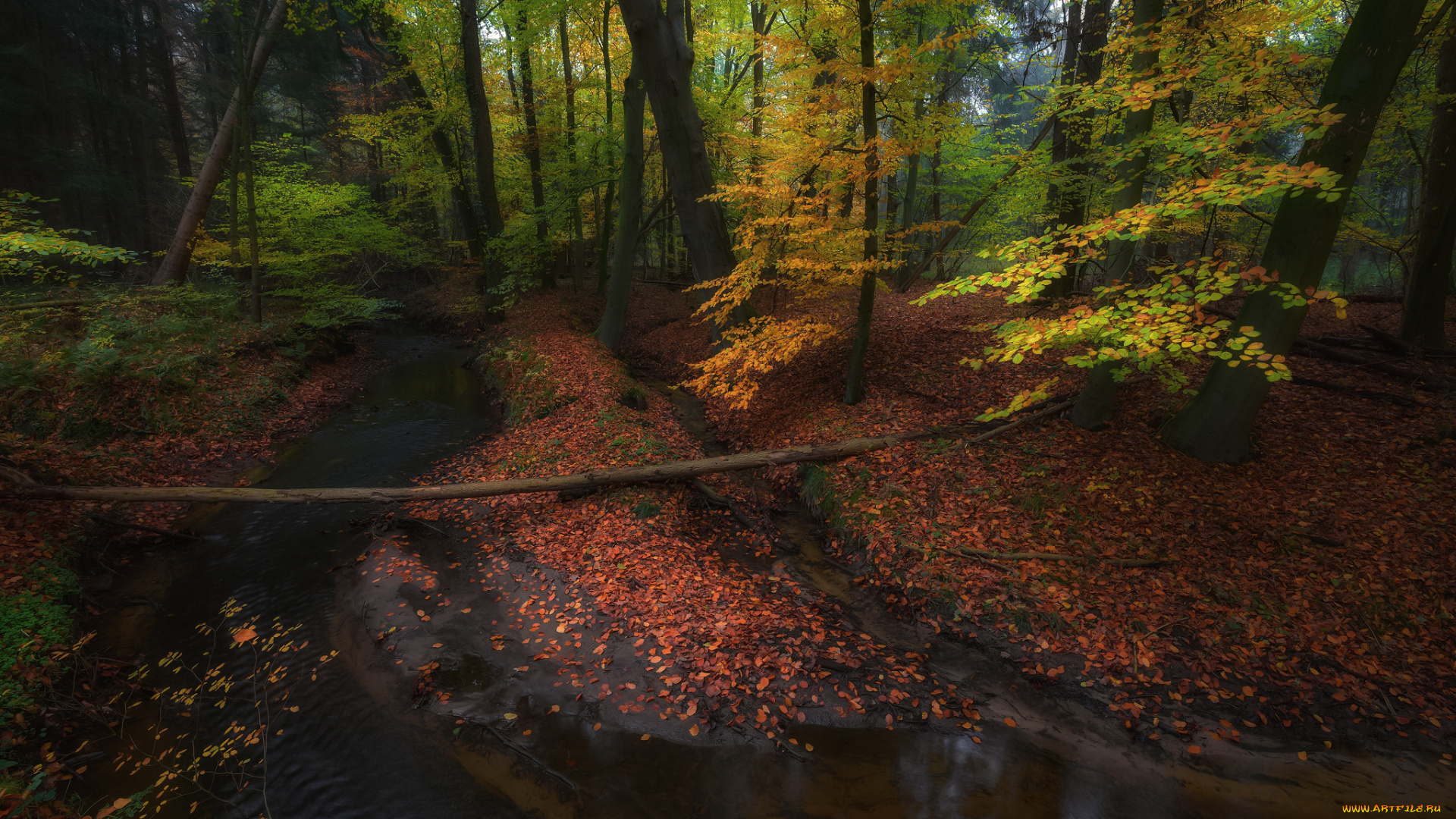 природа, лес, простор