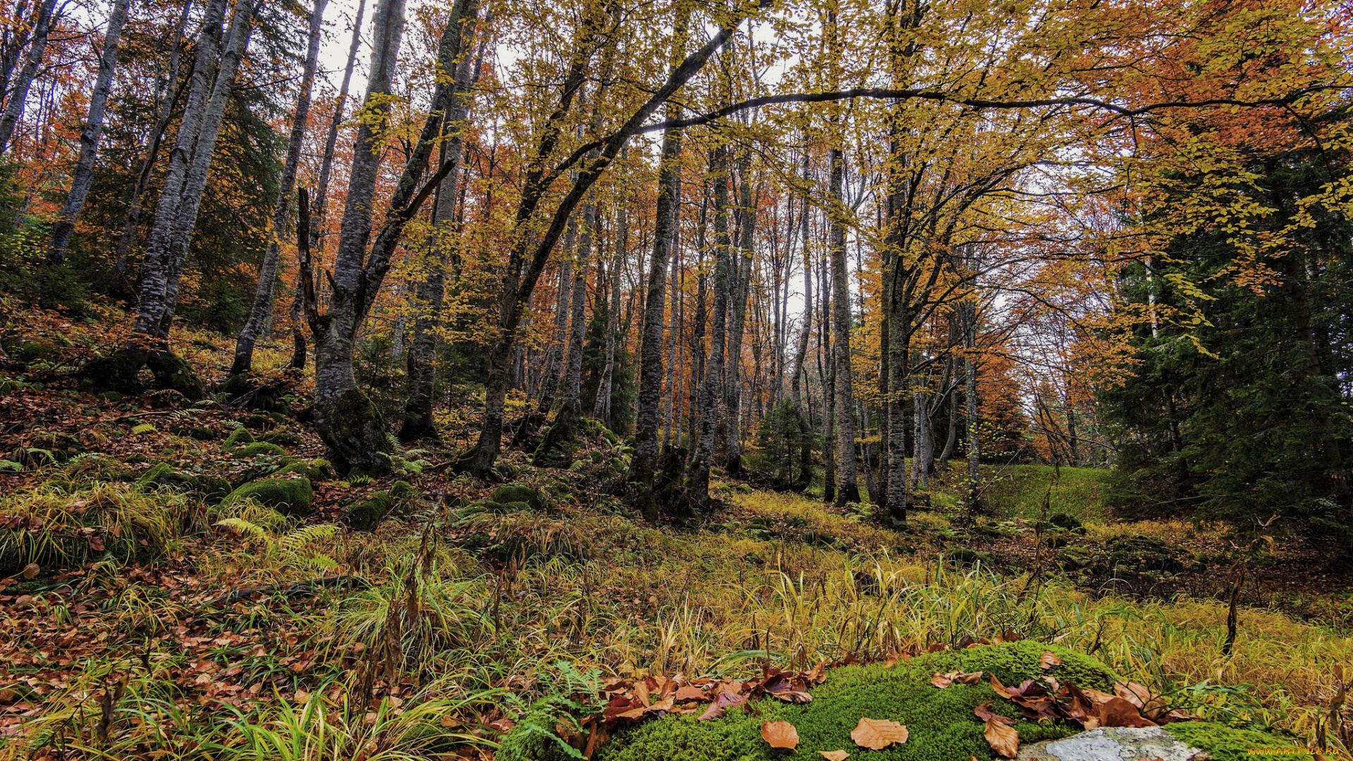 природа, лес, простор