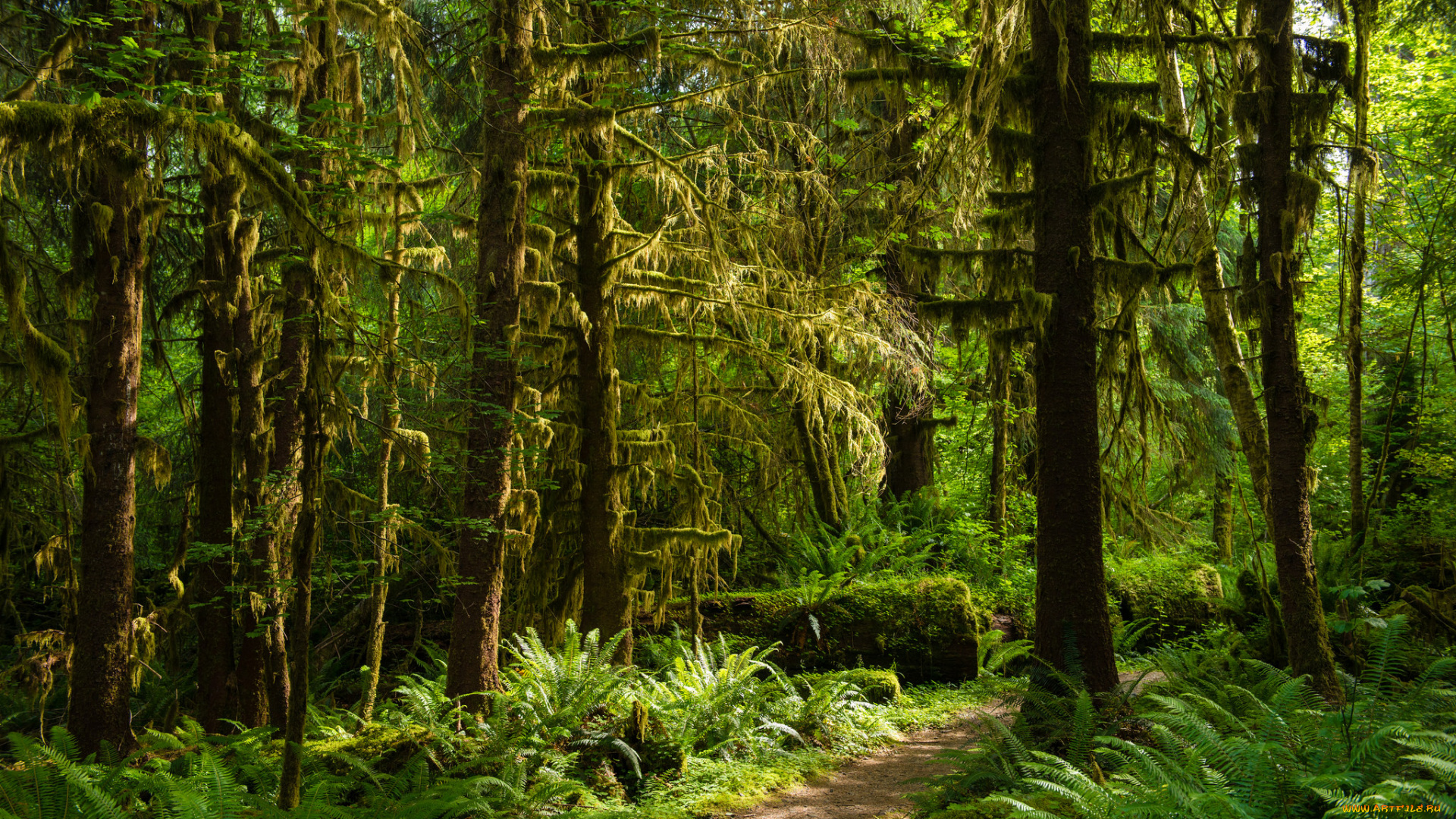 природа, лес, простор