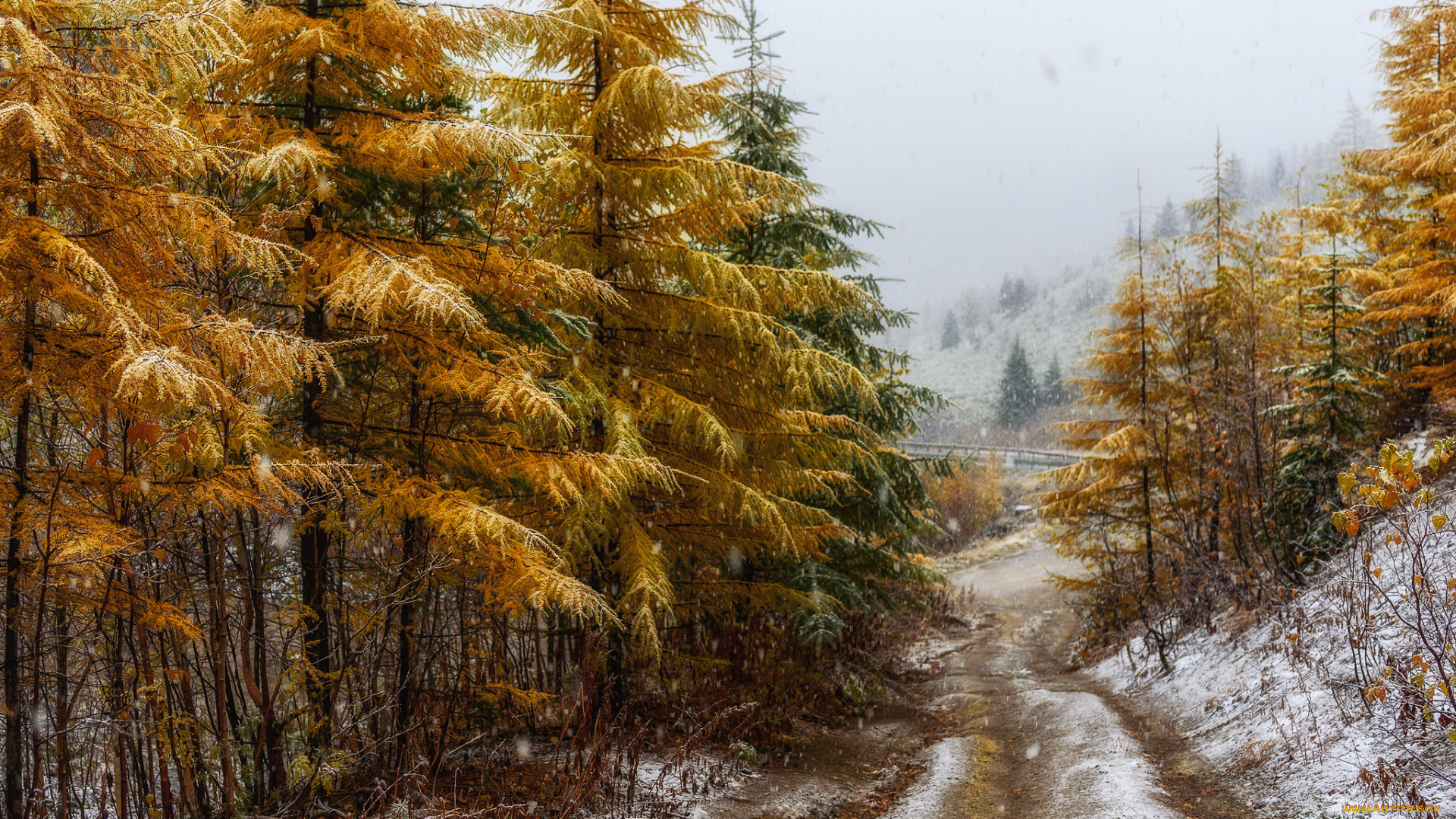 природа, лес, простор