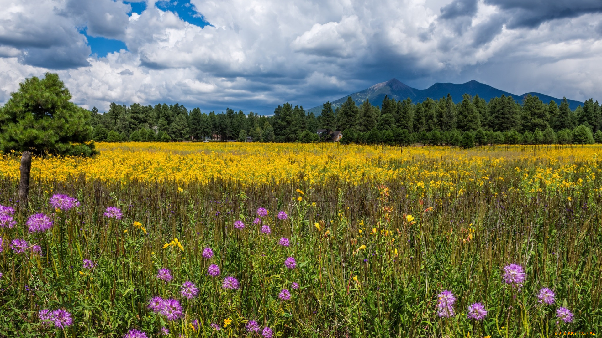 природа, луга, простор