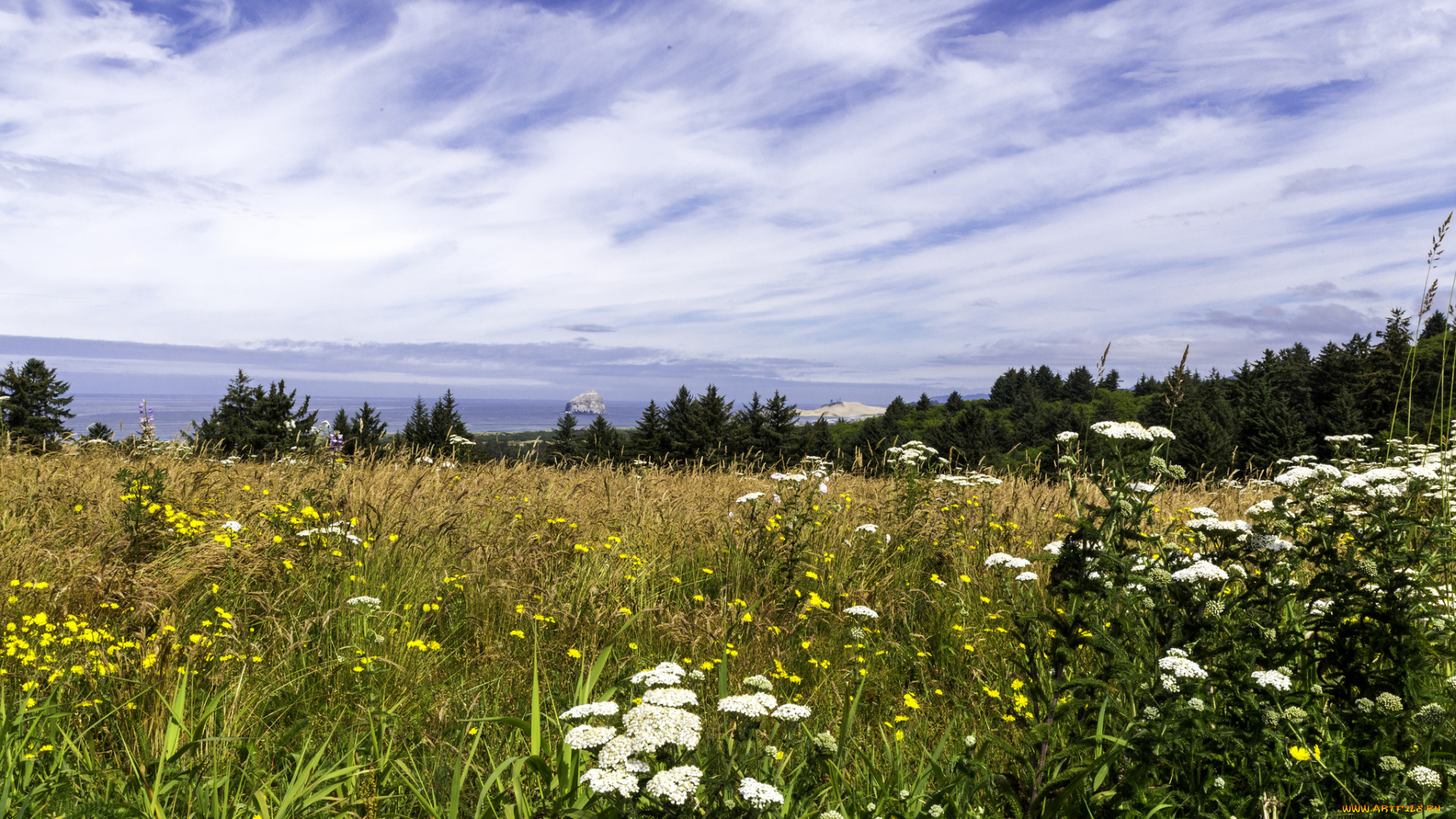 природа, луга, простор