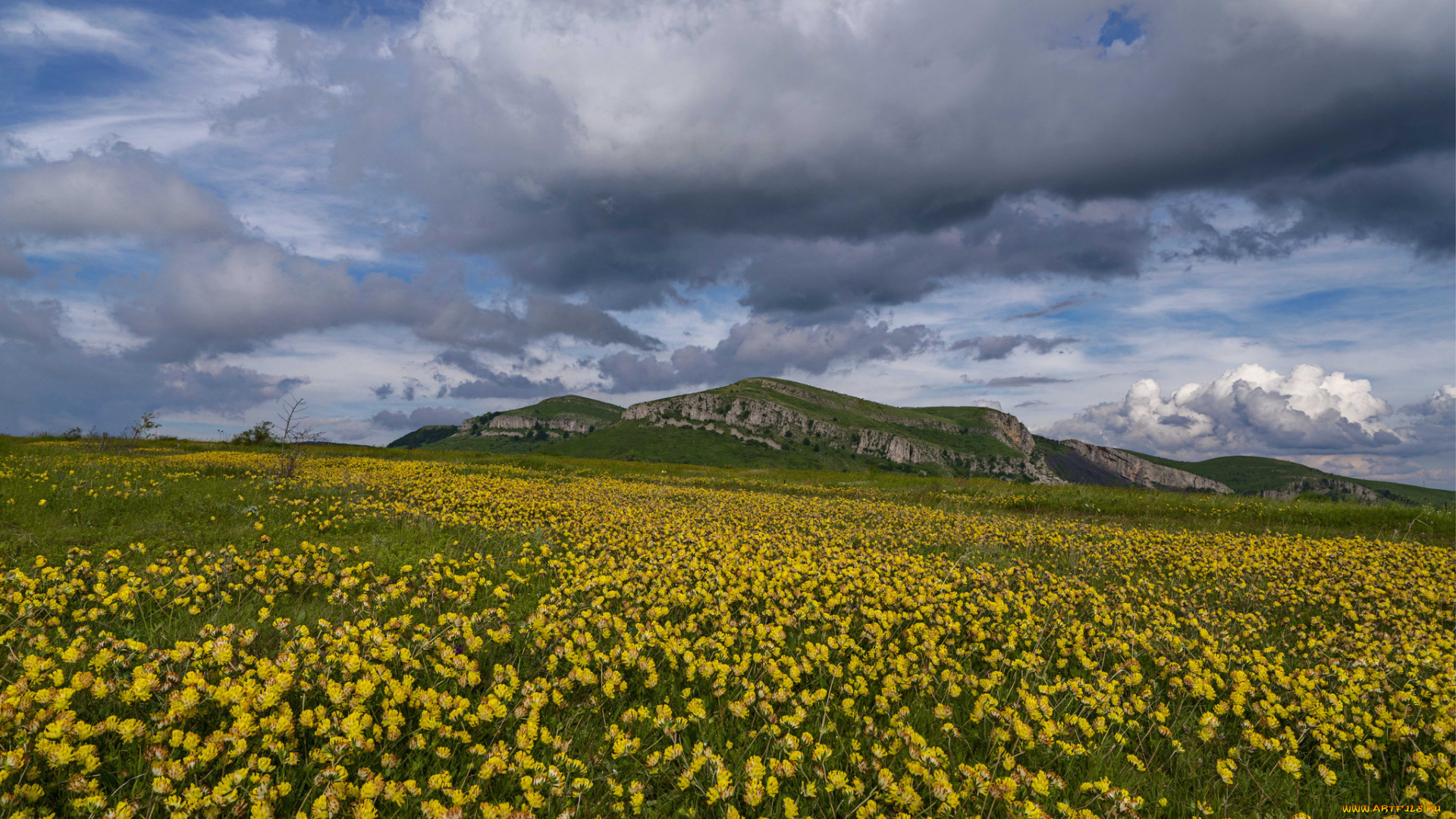 природа, поля, простор