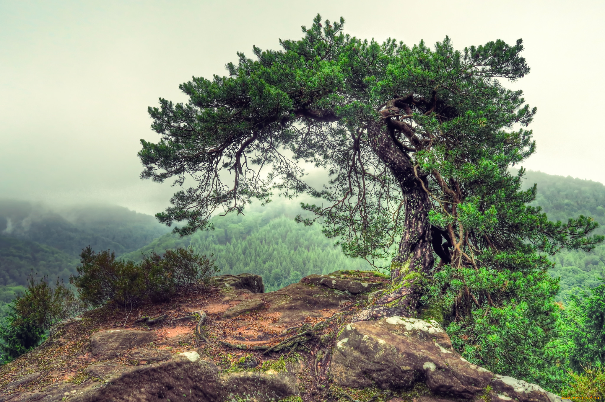 природа, деревья, простор