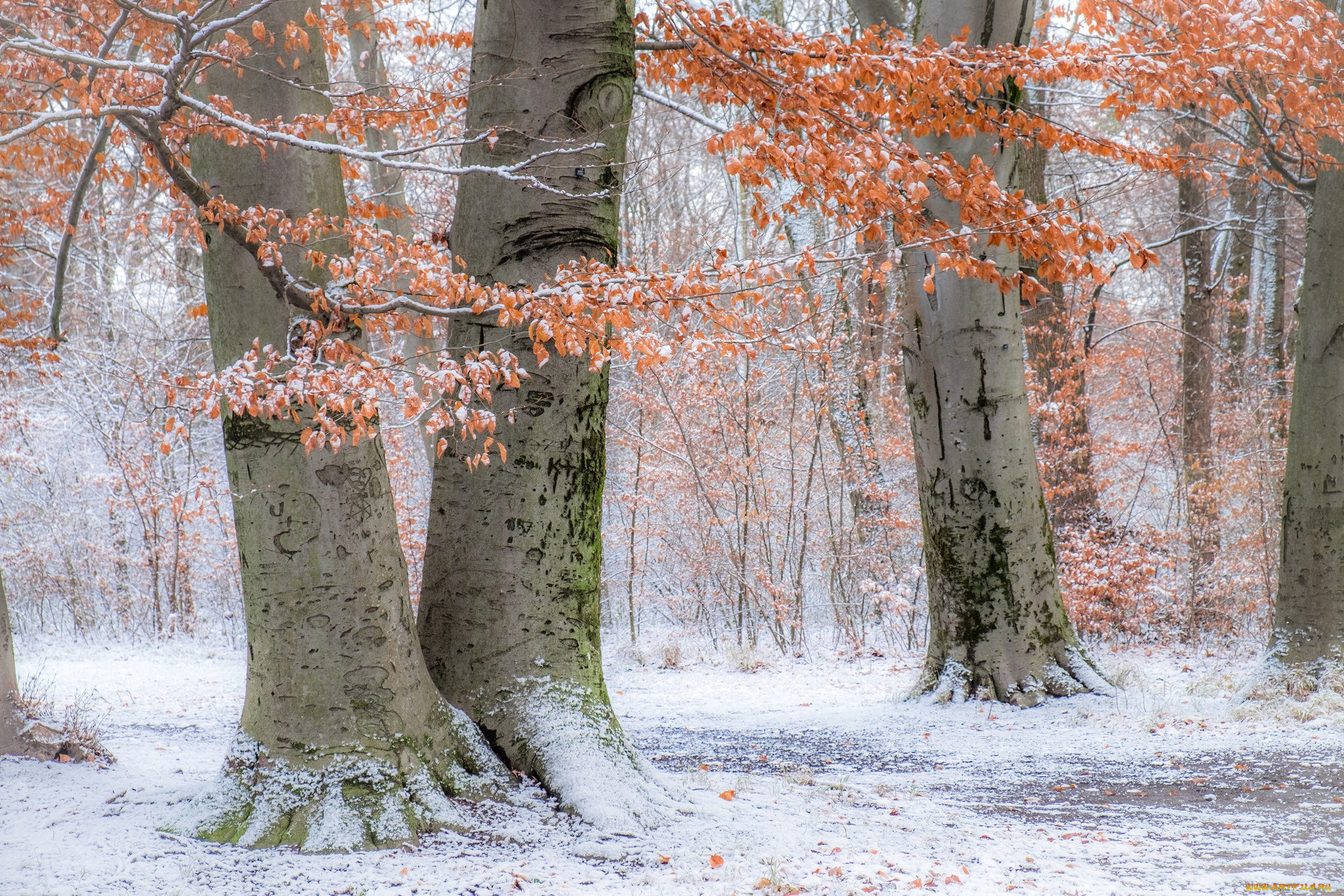 природа, деревья, германия, bavaria, englischer, garten, осень, снег, мюнхен, munich, бавария, germany, парк, английский, сад