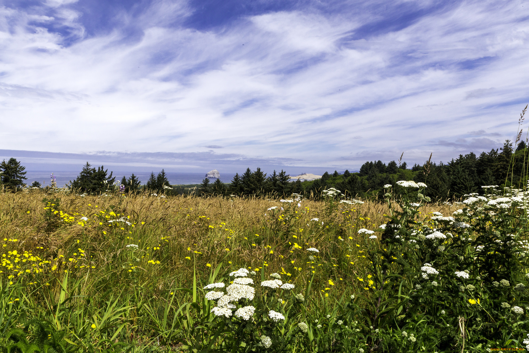 природа, луга, простор