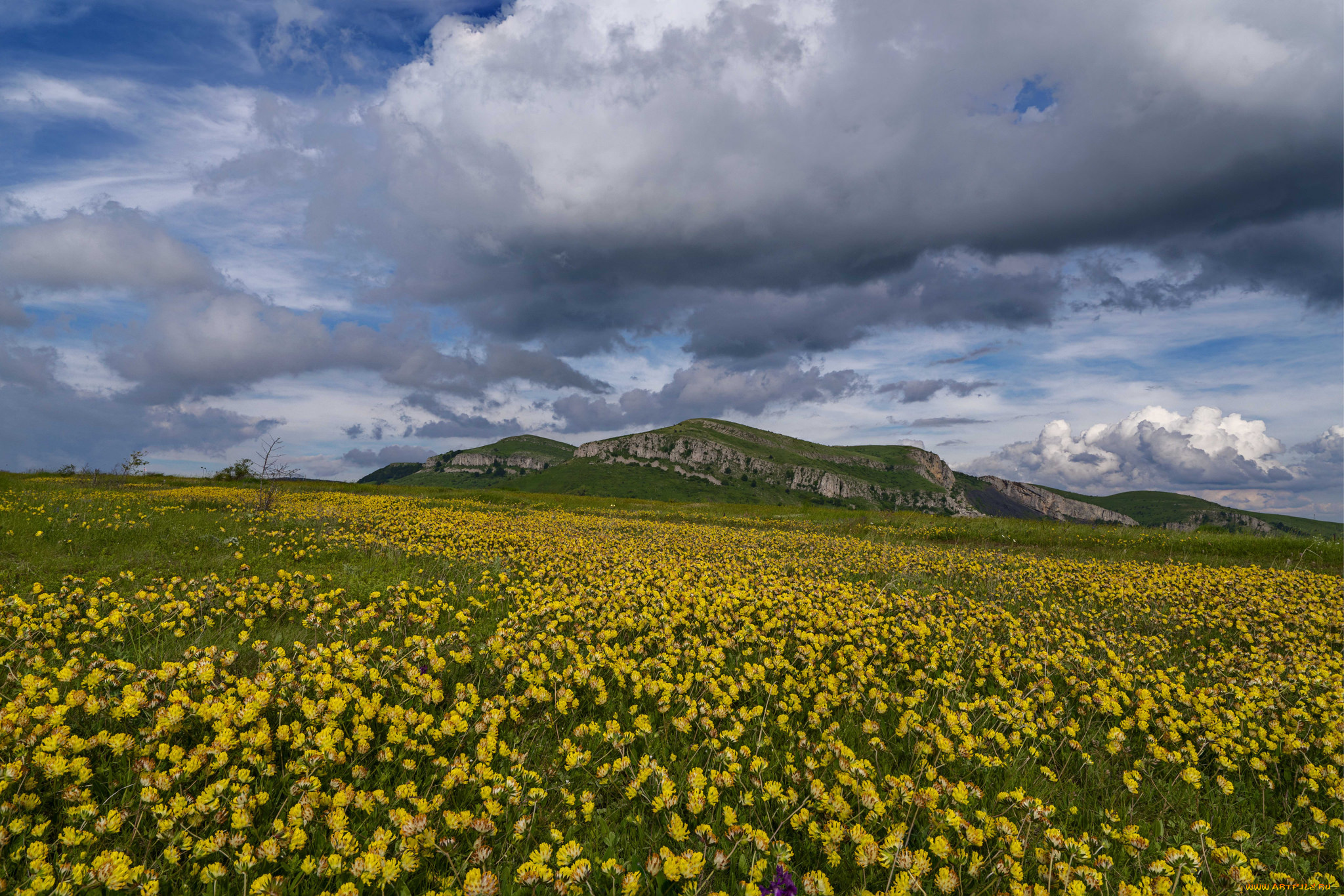 природа, поля, простор