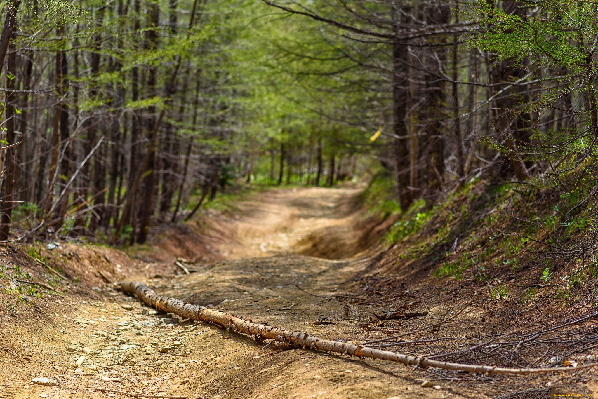 природа, дороги, простор
