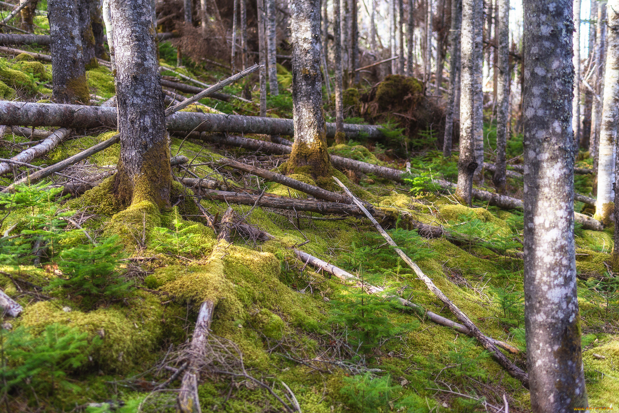 природа, лес, простор