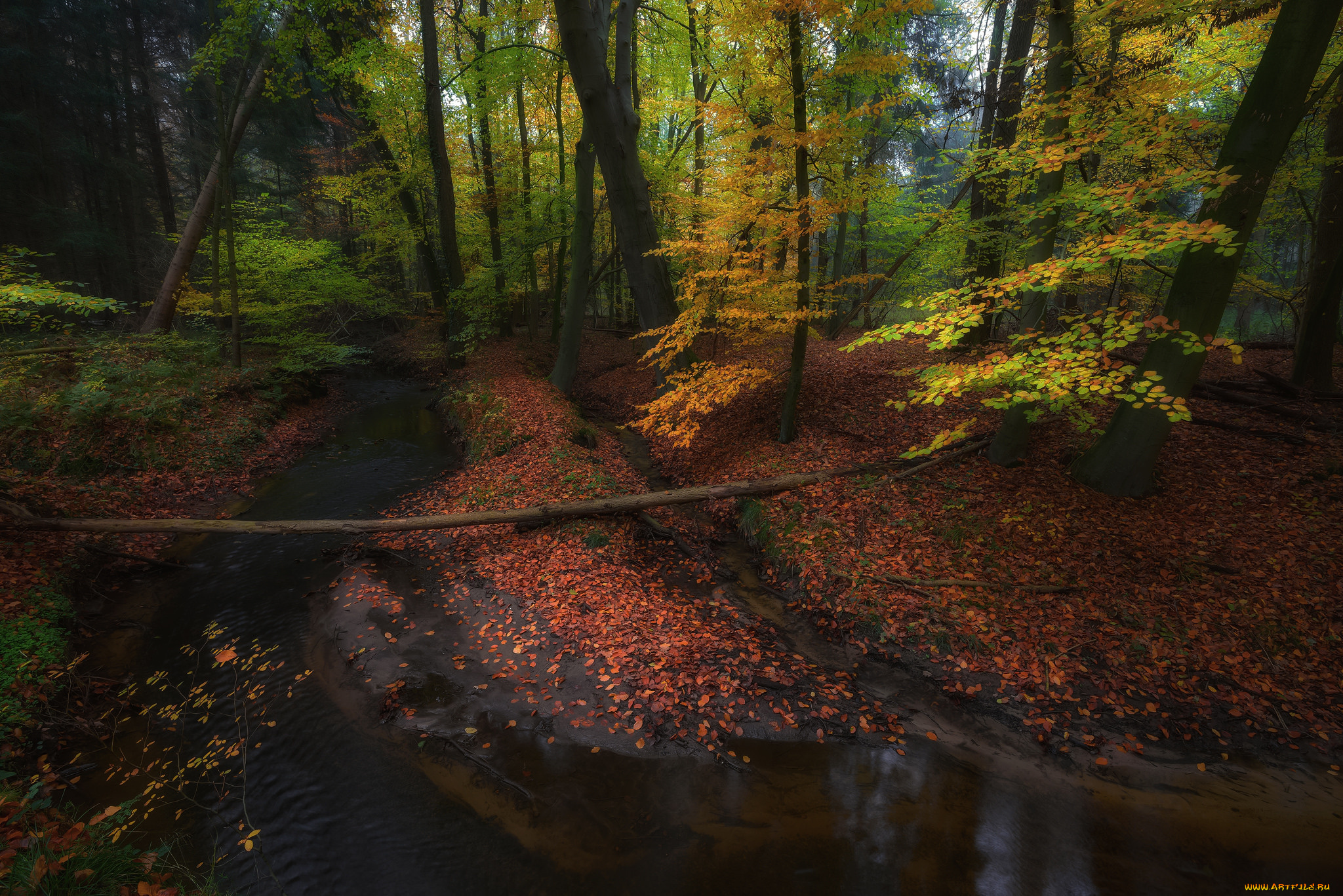 природа, лес, простор