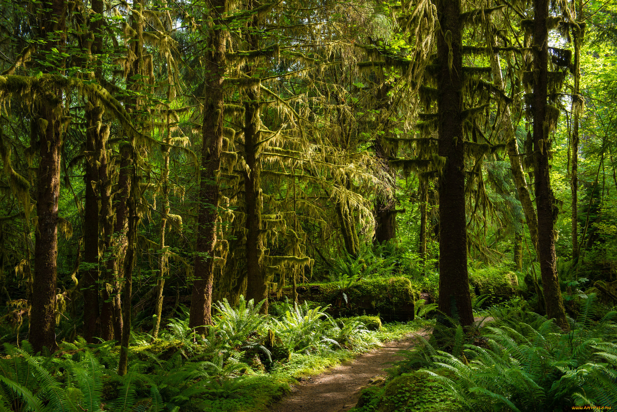 природа, лес, простор