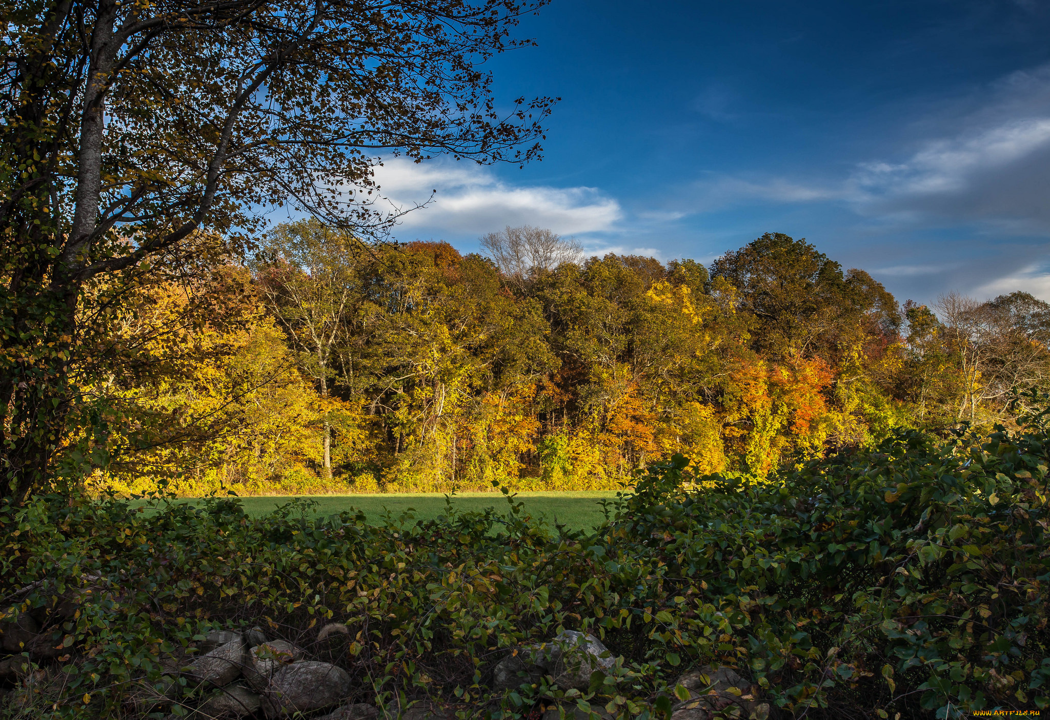 природа, лес, простор