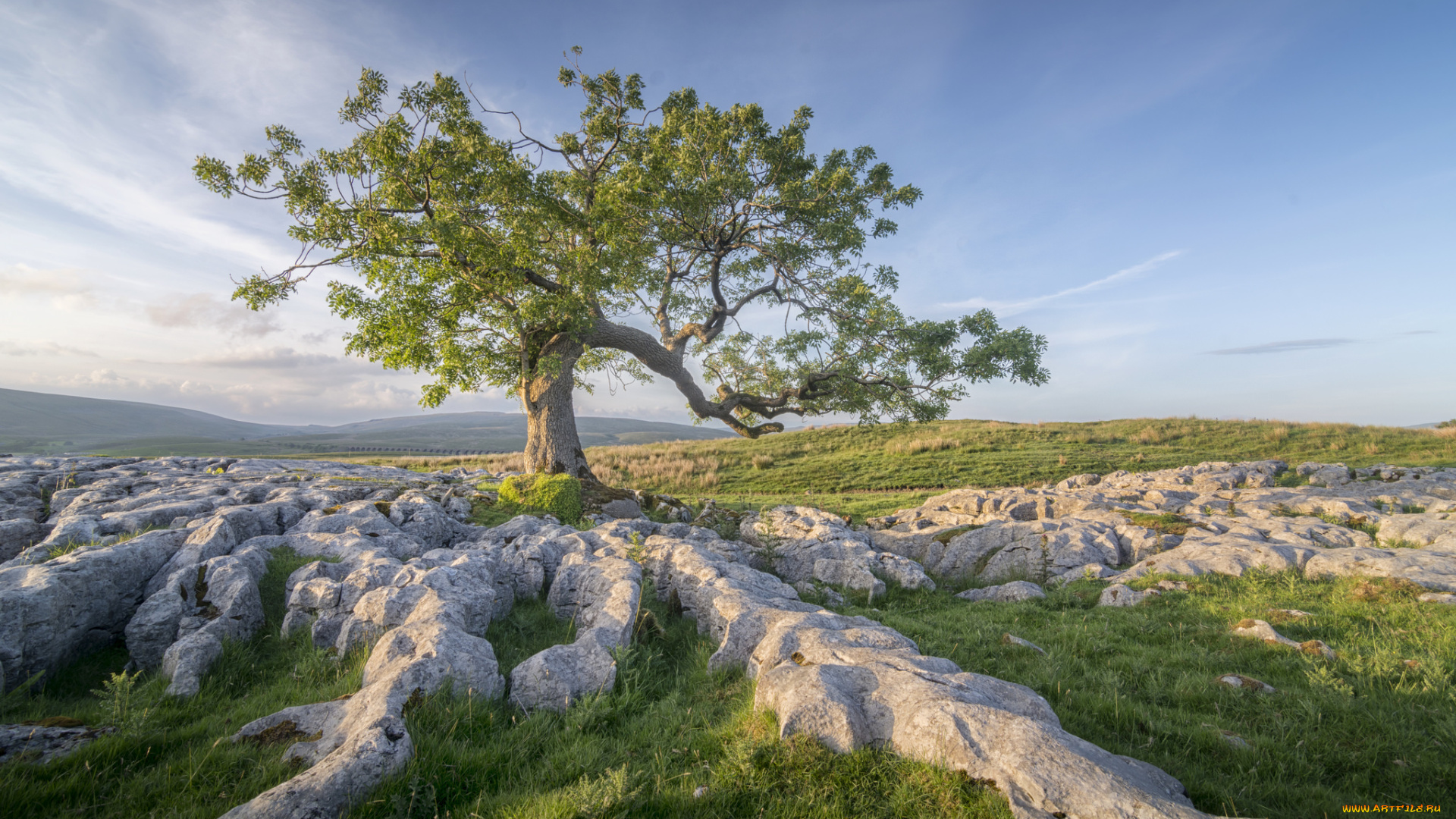 природа, деревья, простор