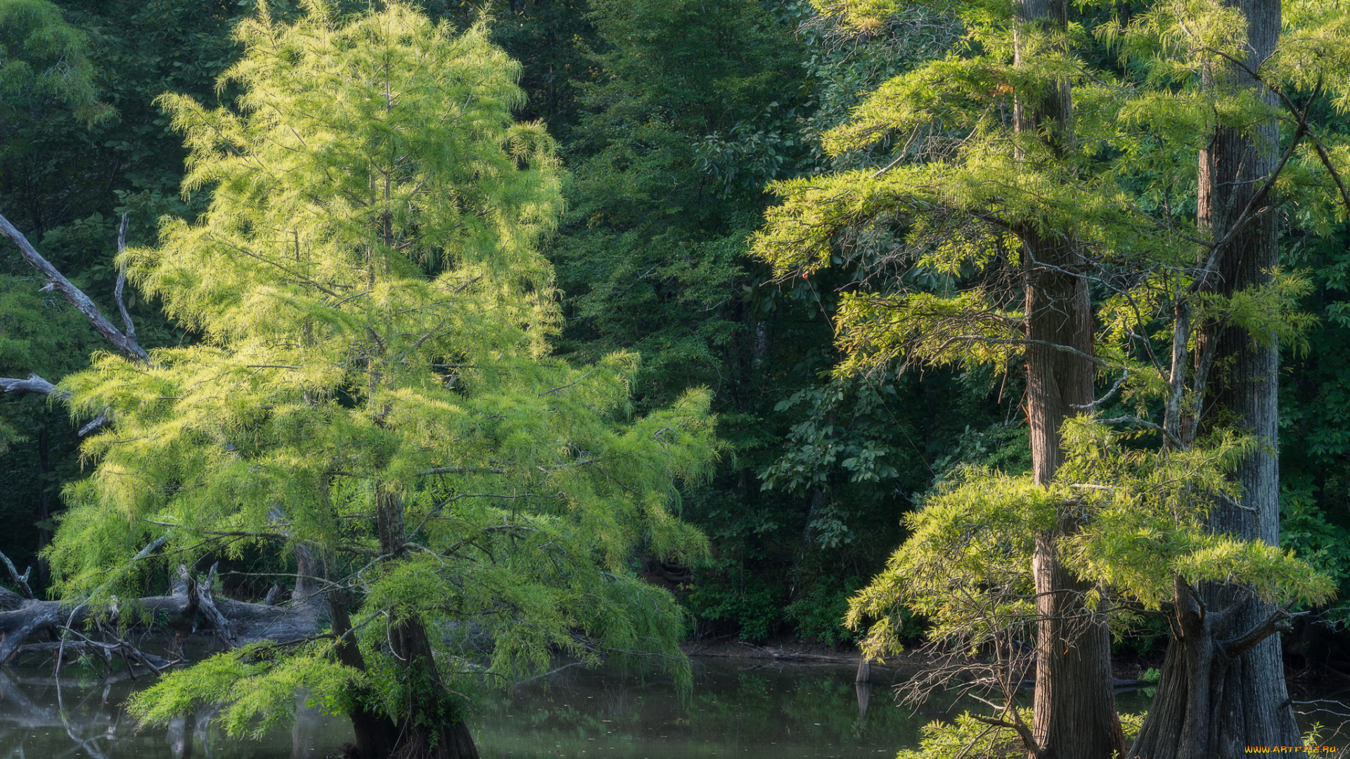 природа, деревья, простор