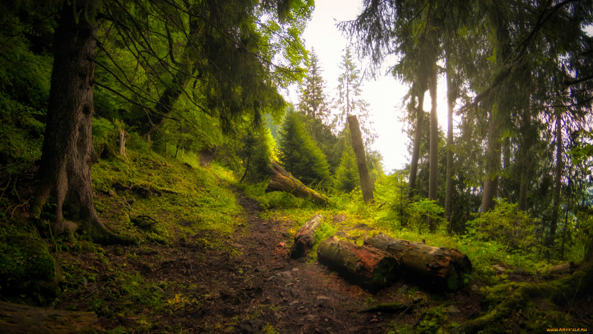 природа, лес, простор