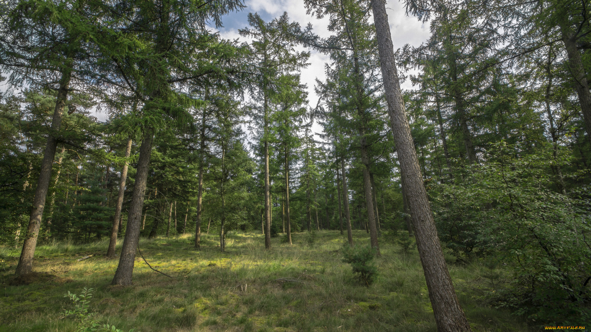 природа, лес, простор