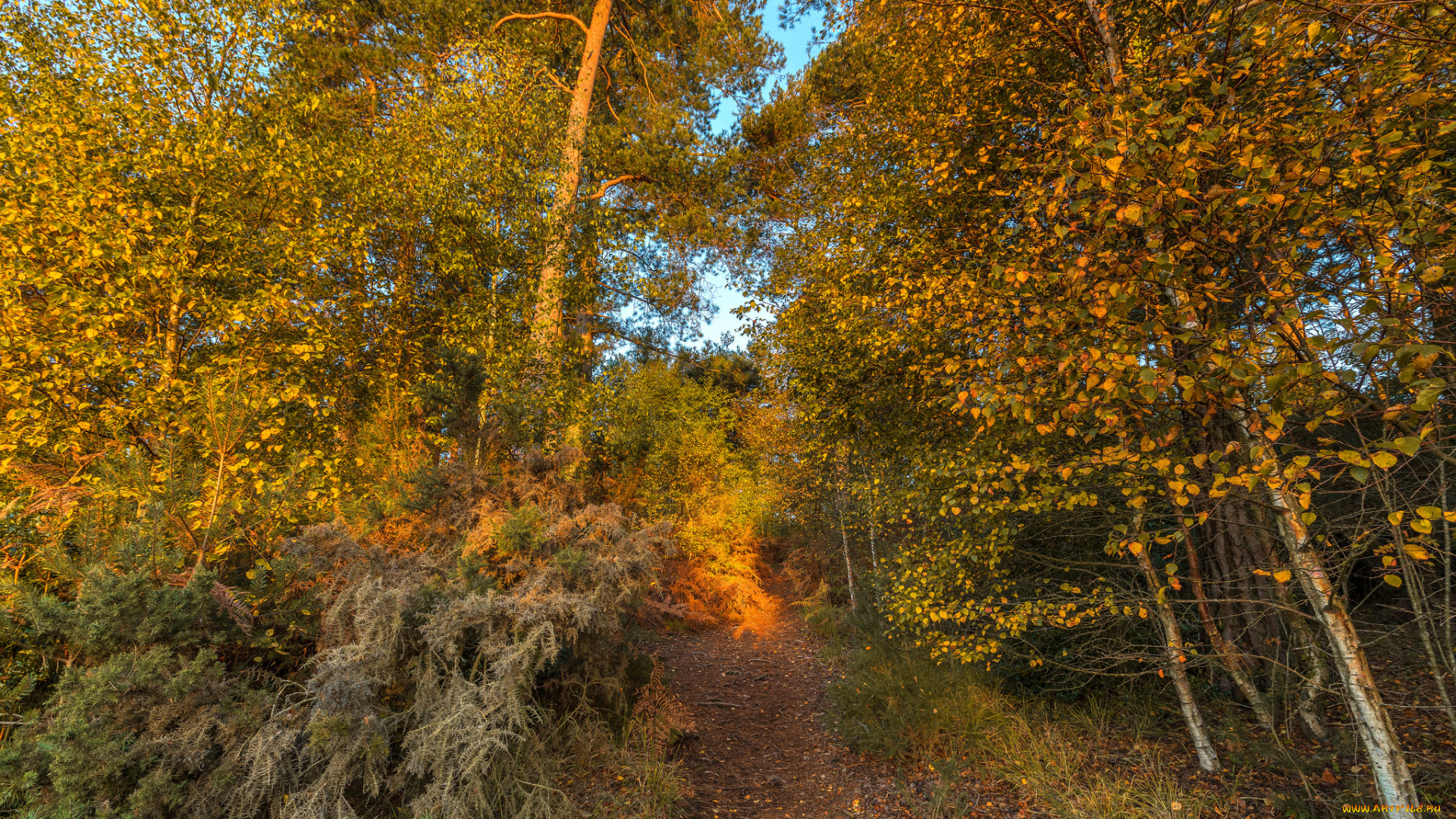 природа, лес, простор