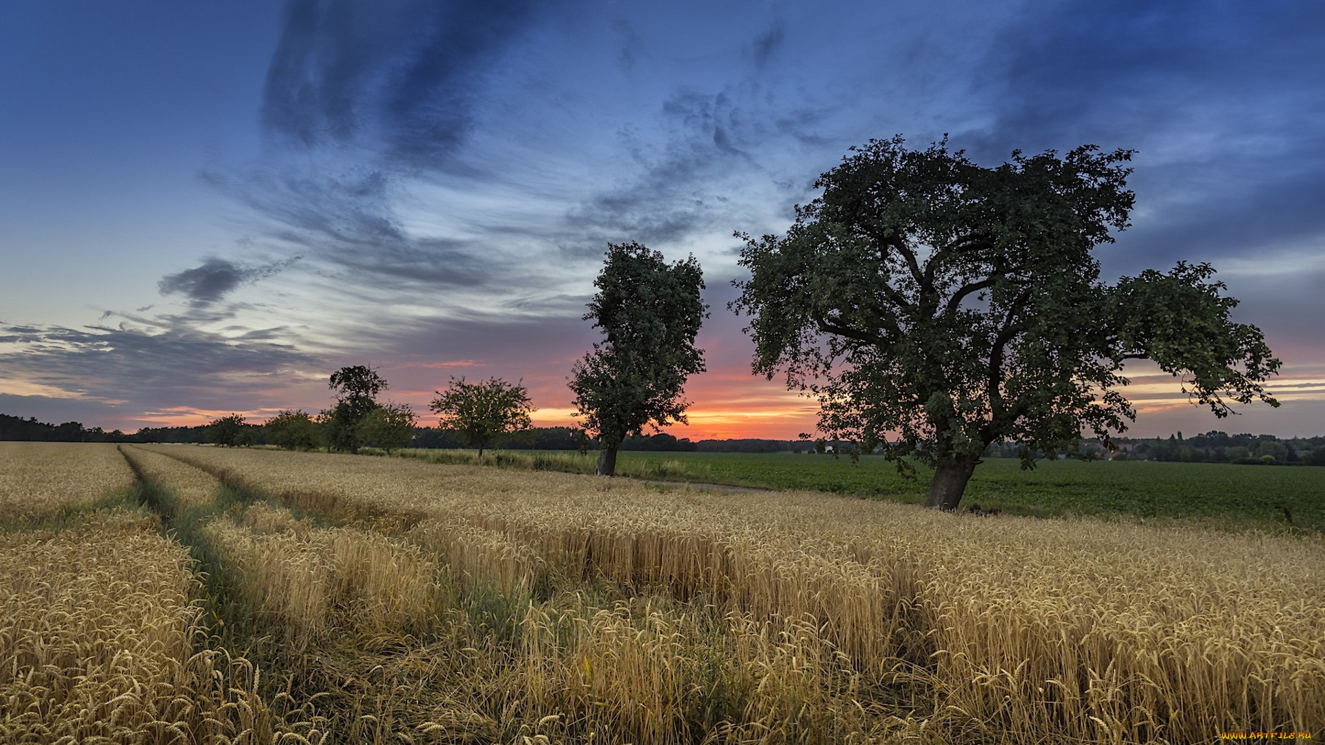 природа, поля, простор