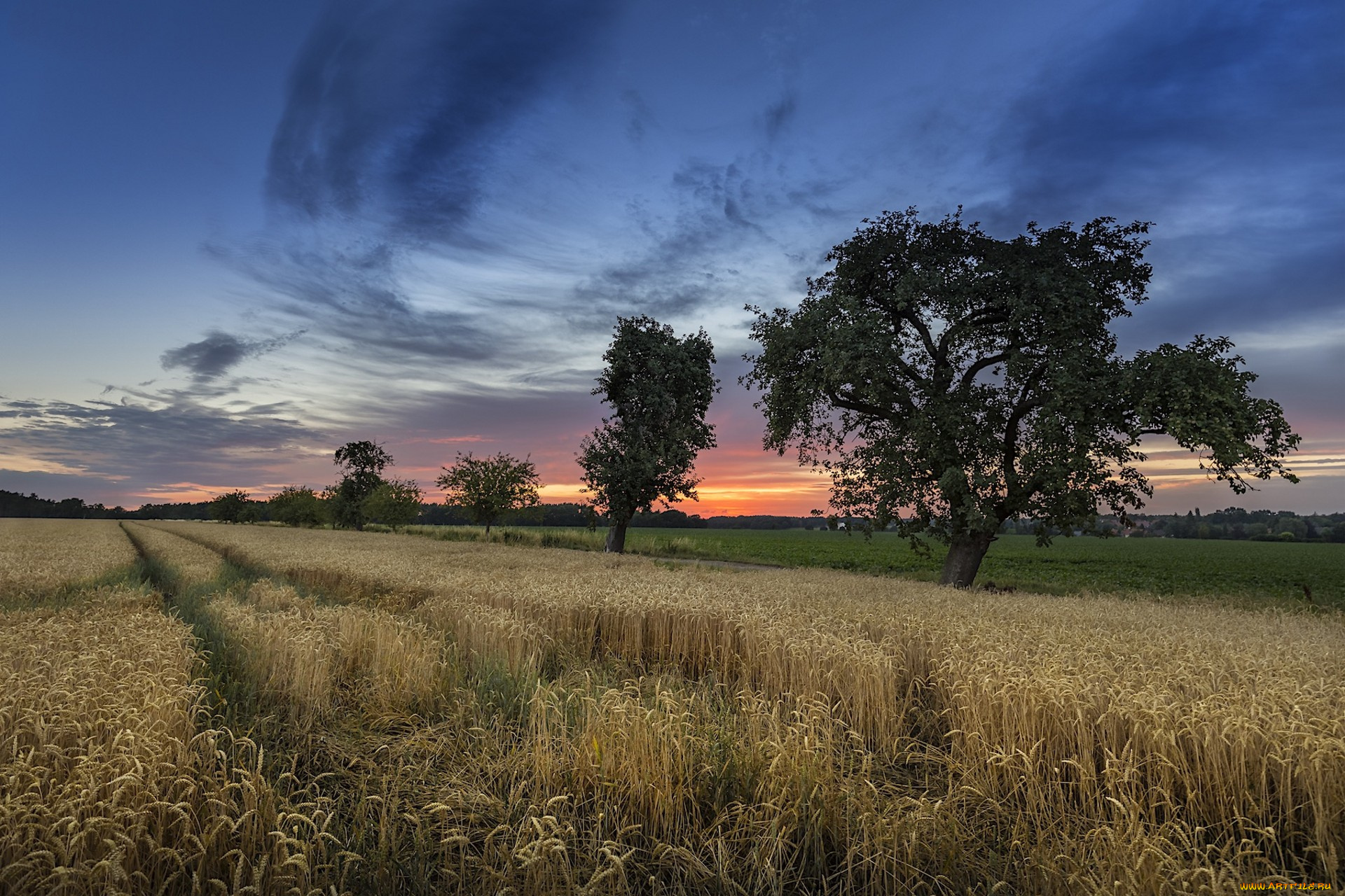 природа, поля, простор