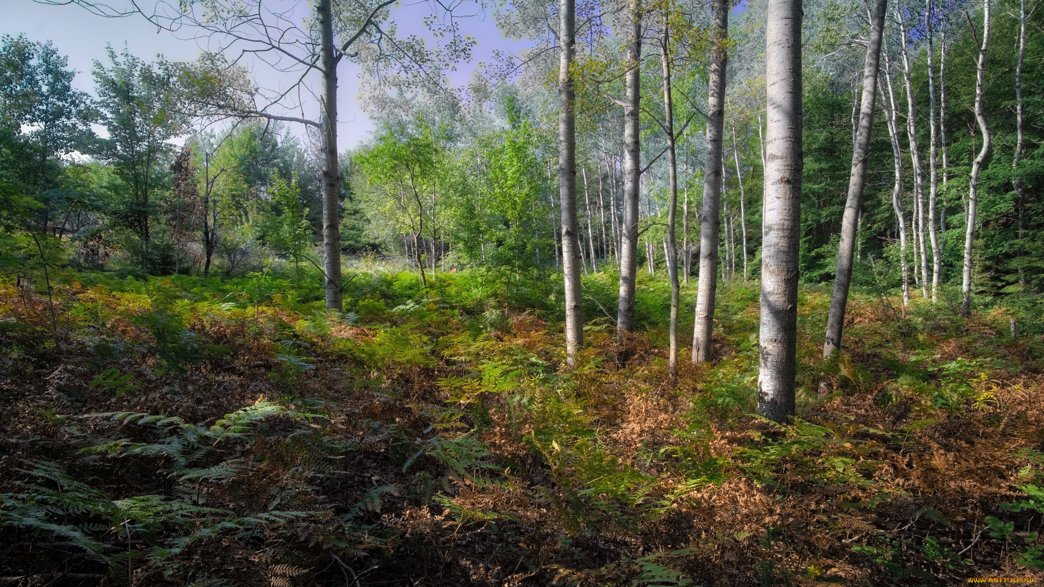 природа, лес, простор