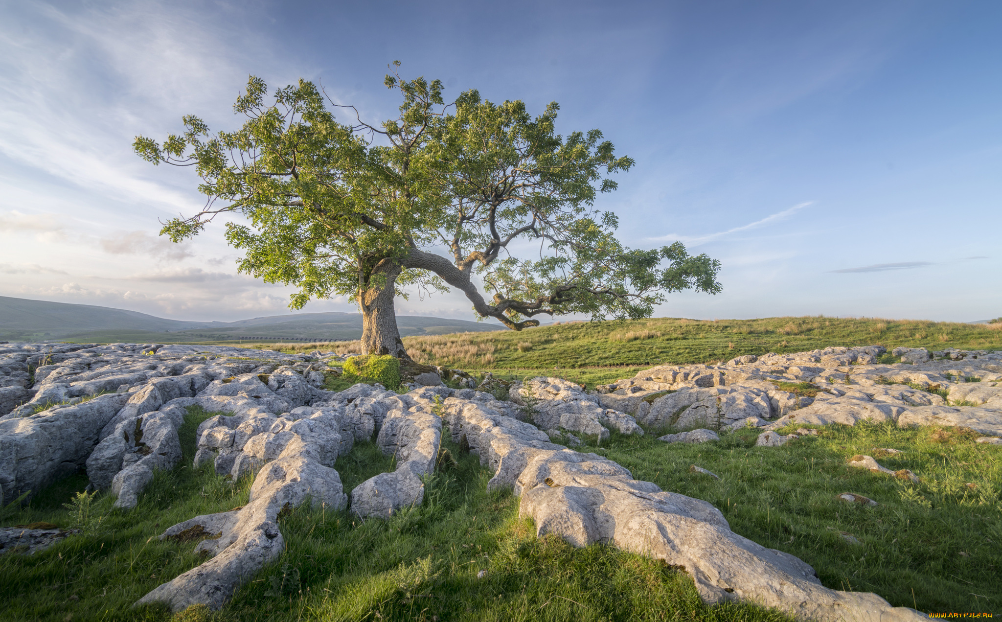 природа, деревья, простор