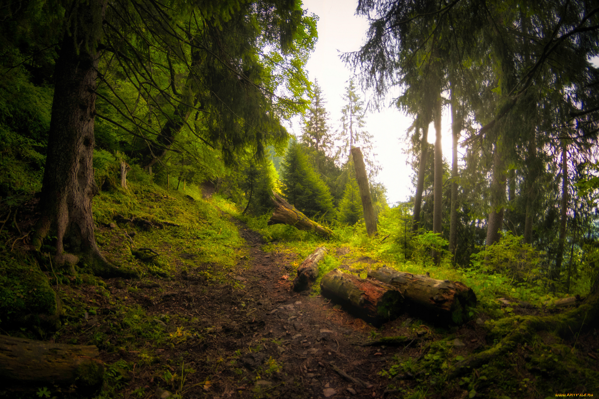 природа, лес, простор