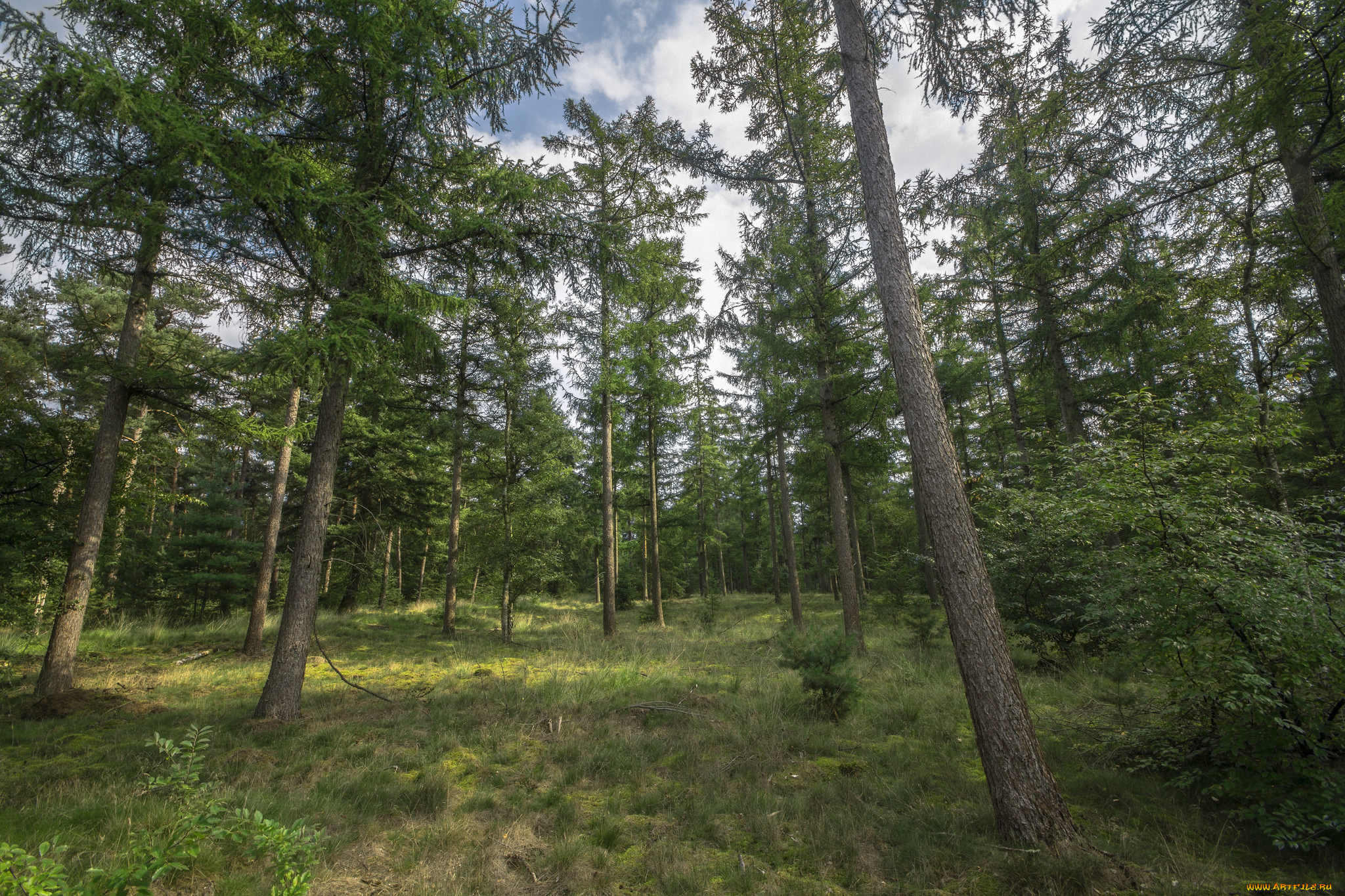 природа, лес, простор