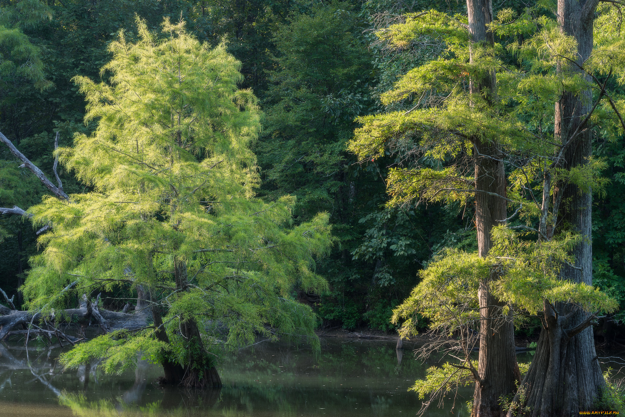 природа, деревья, простор