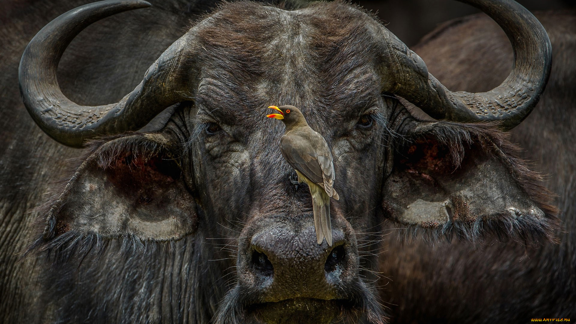 african, buffalo, животные, разные, вместе, african, buffalo, птичка, мощь, буйвол, китопарнокопытные, полорогие, млекопитающее, рога