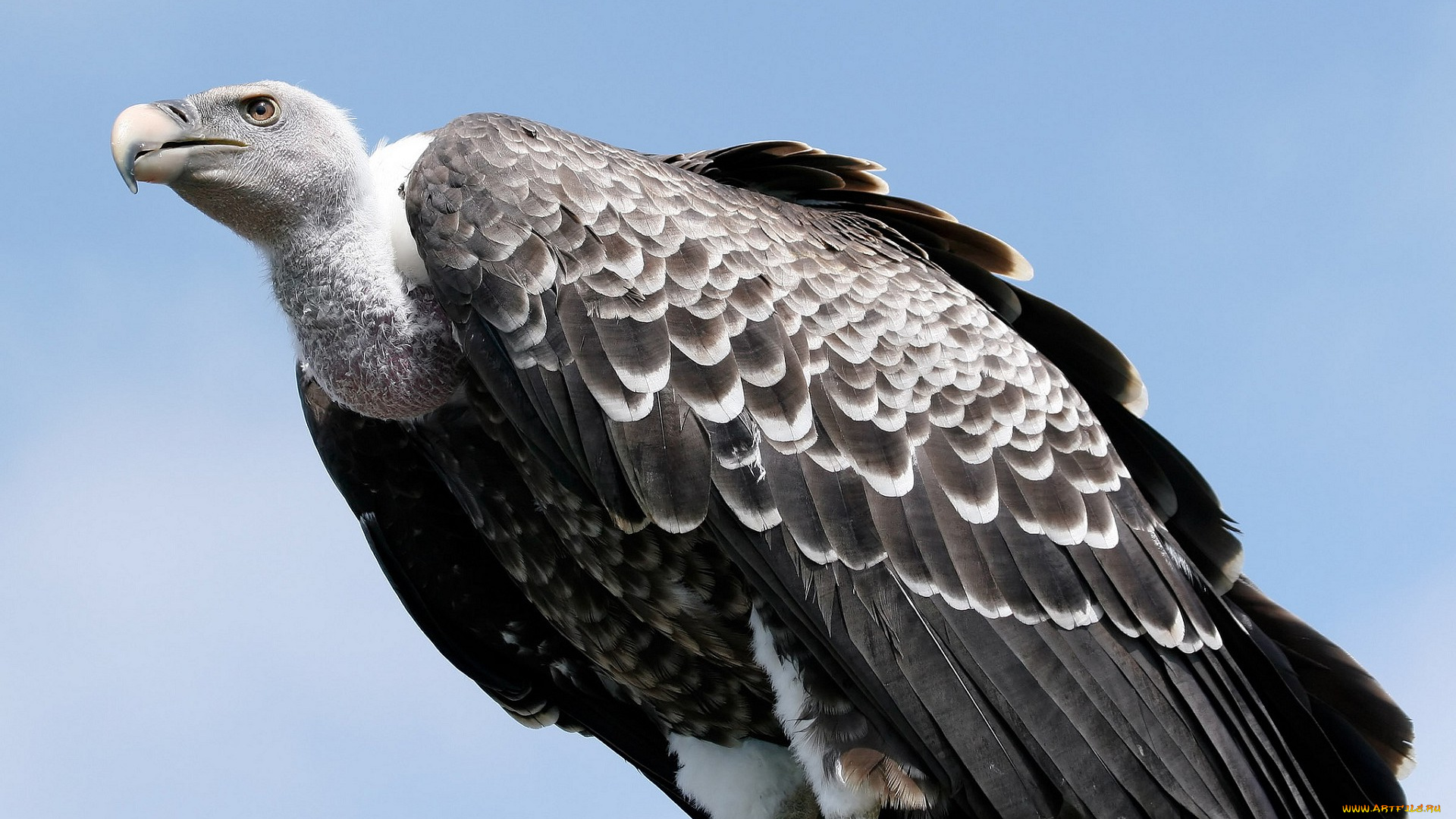 белоголовый, сип, животные, птицы, -, хищники, белоголовый, сип, гриф, падальщик, грифы, ястребиные, ястребообразные, птица, хищник, клюв, когти, перья, крылья, полёт