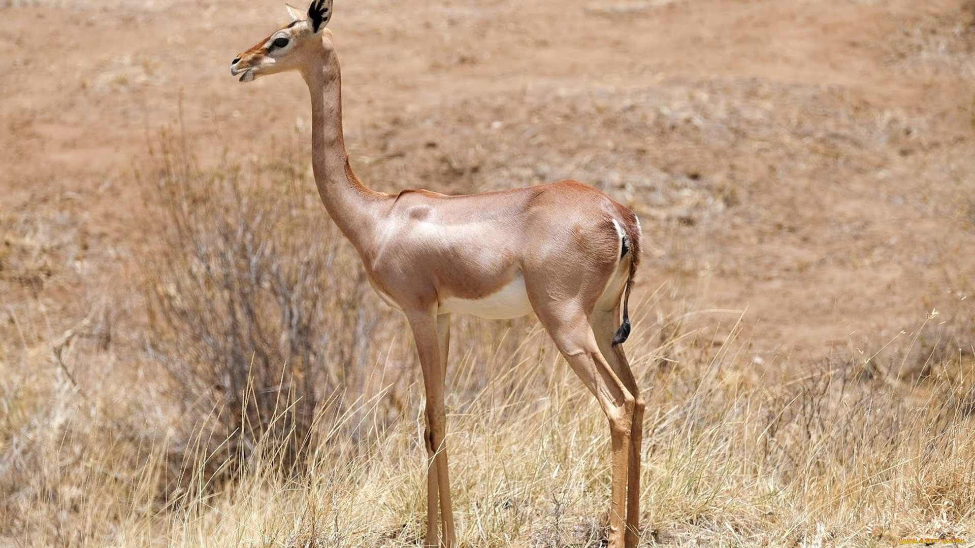 gerenuk, животные, антилопы, гаренук, антилопа, китопарнокопытные, полорогие, млекопитающие, гаренуки