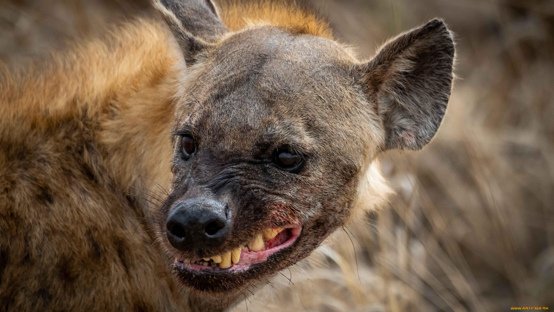 гиена, животные, гиены, , гиеновые, собаки, hyena, гиеновые, хищник, млекопитающее, шерсть, когти, оскал, зубы, африка