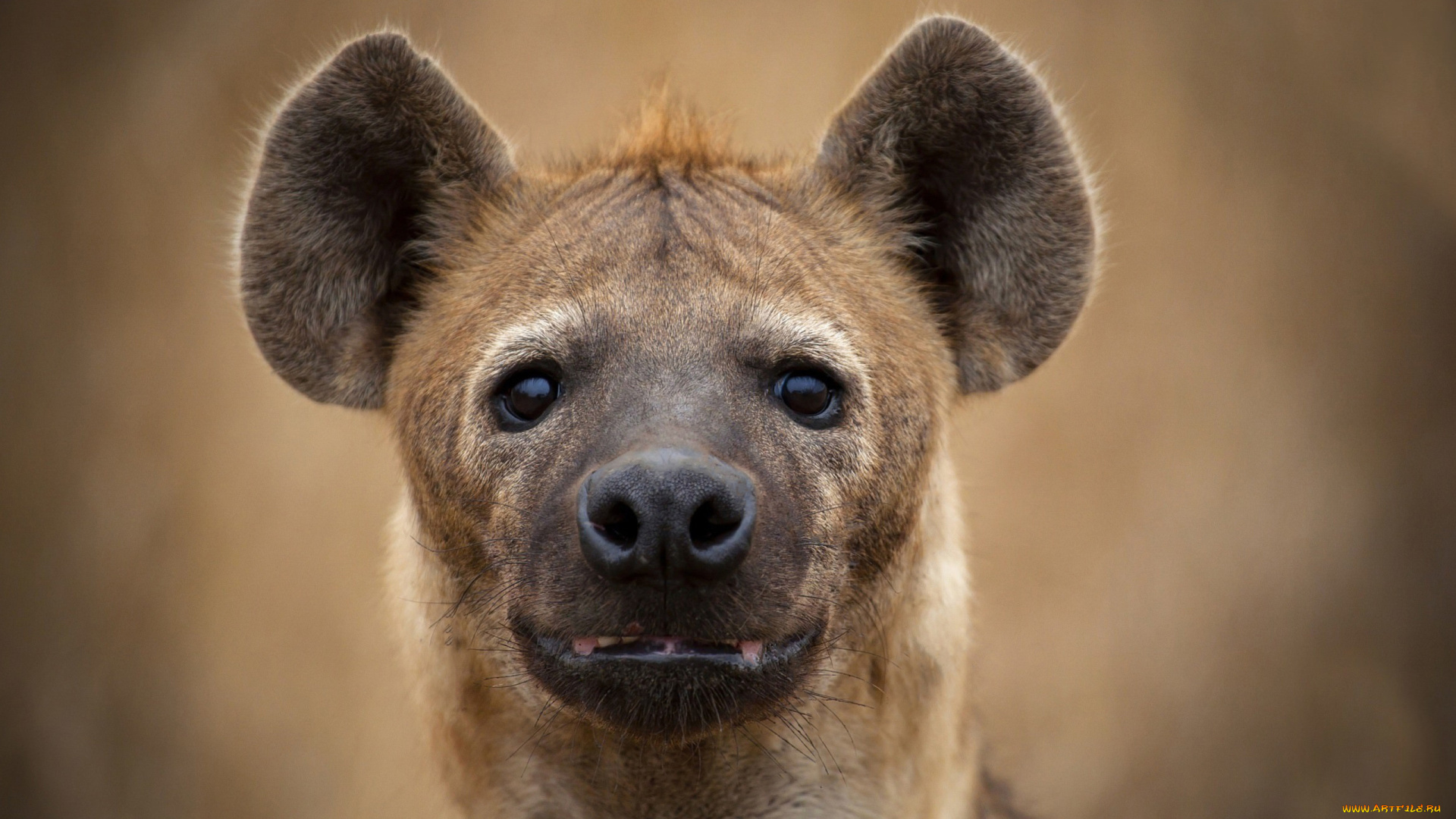 гиена, животные, гиены, , гиеновые, собаки, hyena, гиеновые, хищник, млекопитающее, шерсть, когти, оскал, зубы, африка