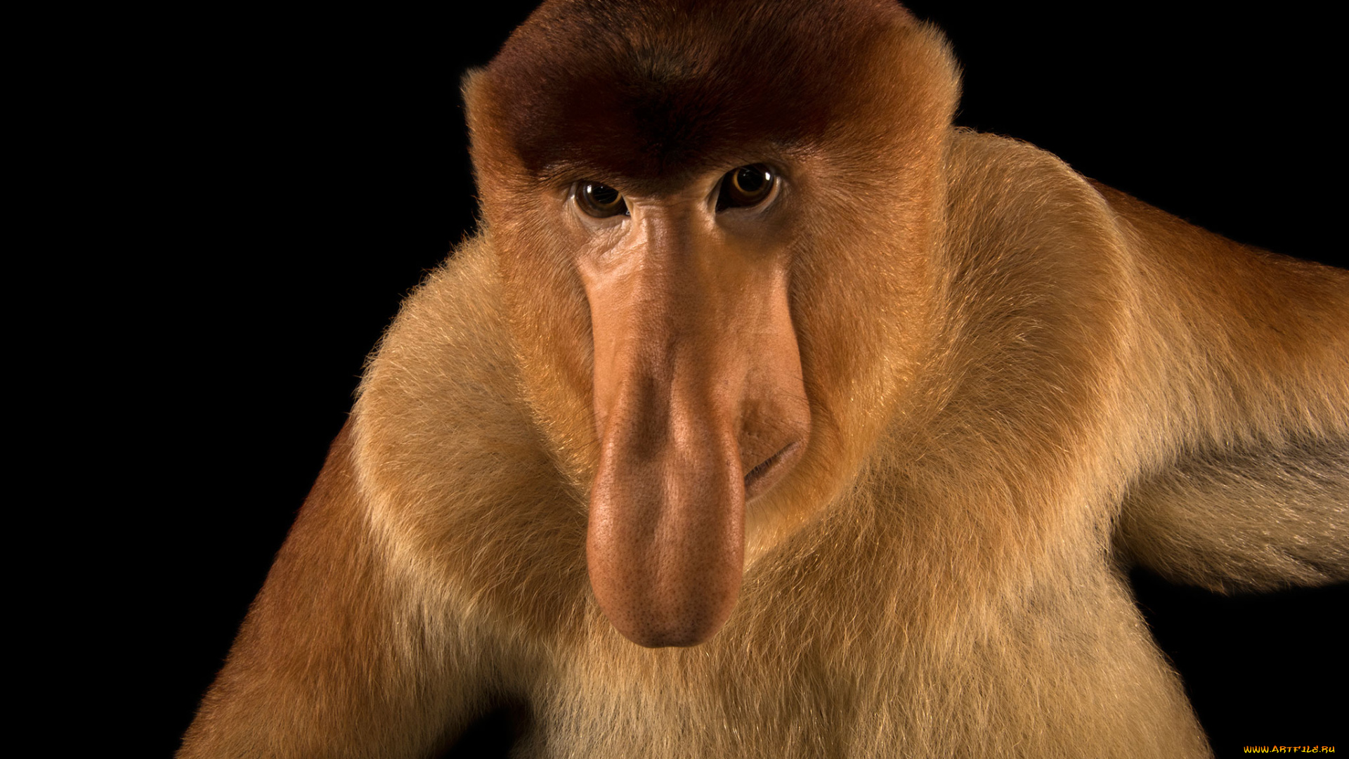 носач, животные, обезьяны, обезьяна, приматы, мартышковые, млекопитающие