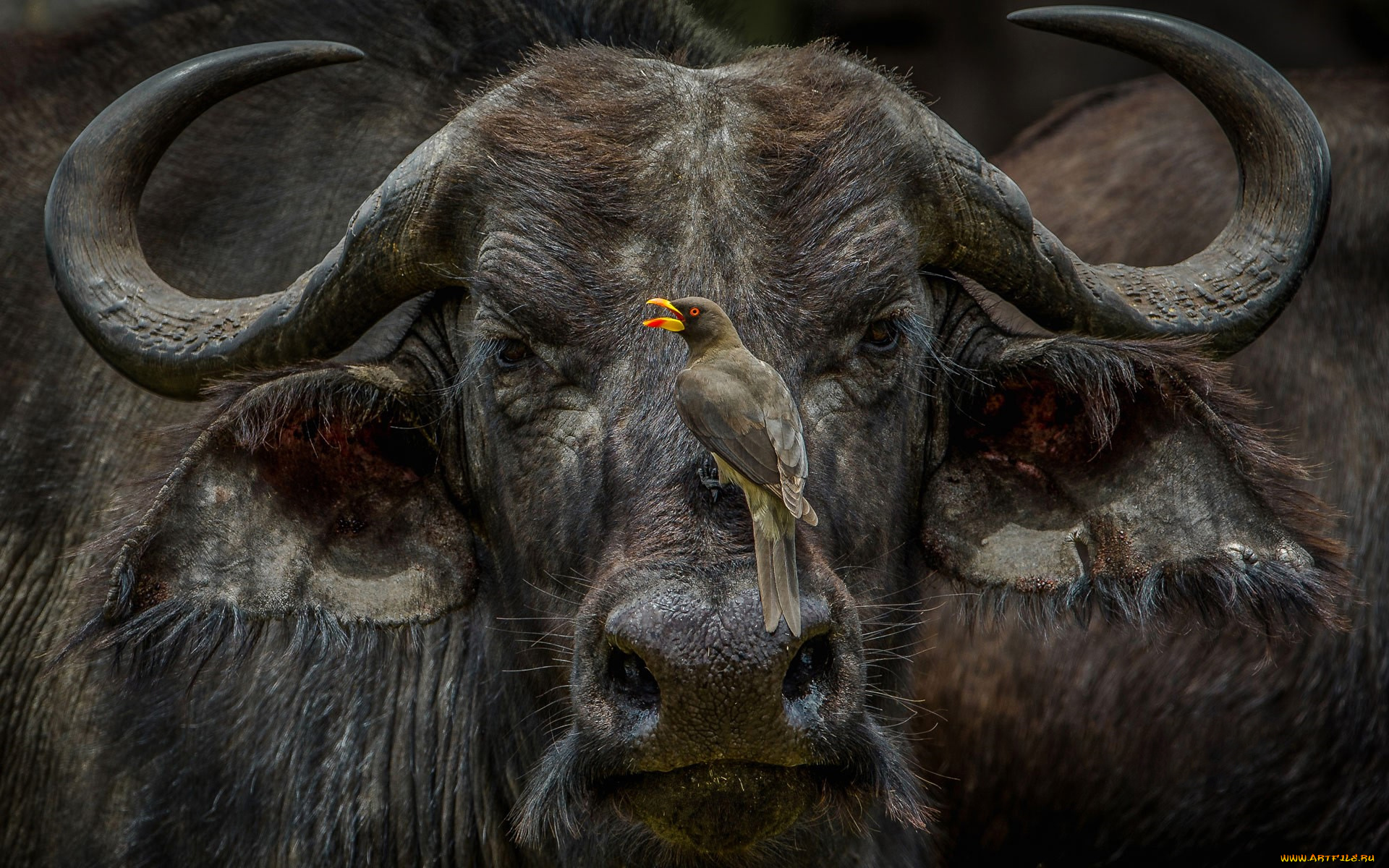 african, buffalo, животные, разные, вместе, african, buffalo, птичка, мощь, буйвол, китопарнокопытные, полорогие, млекопитающее, рога
