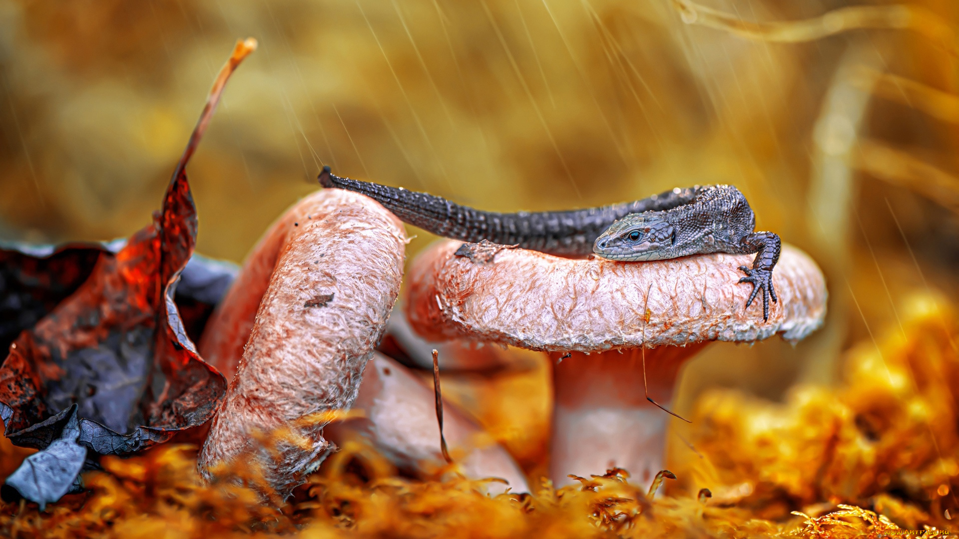 животные, ящерицы, , игуаны, , вараны, ящерица, гриб
